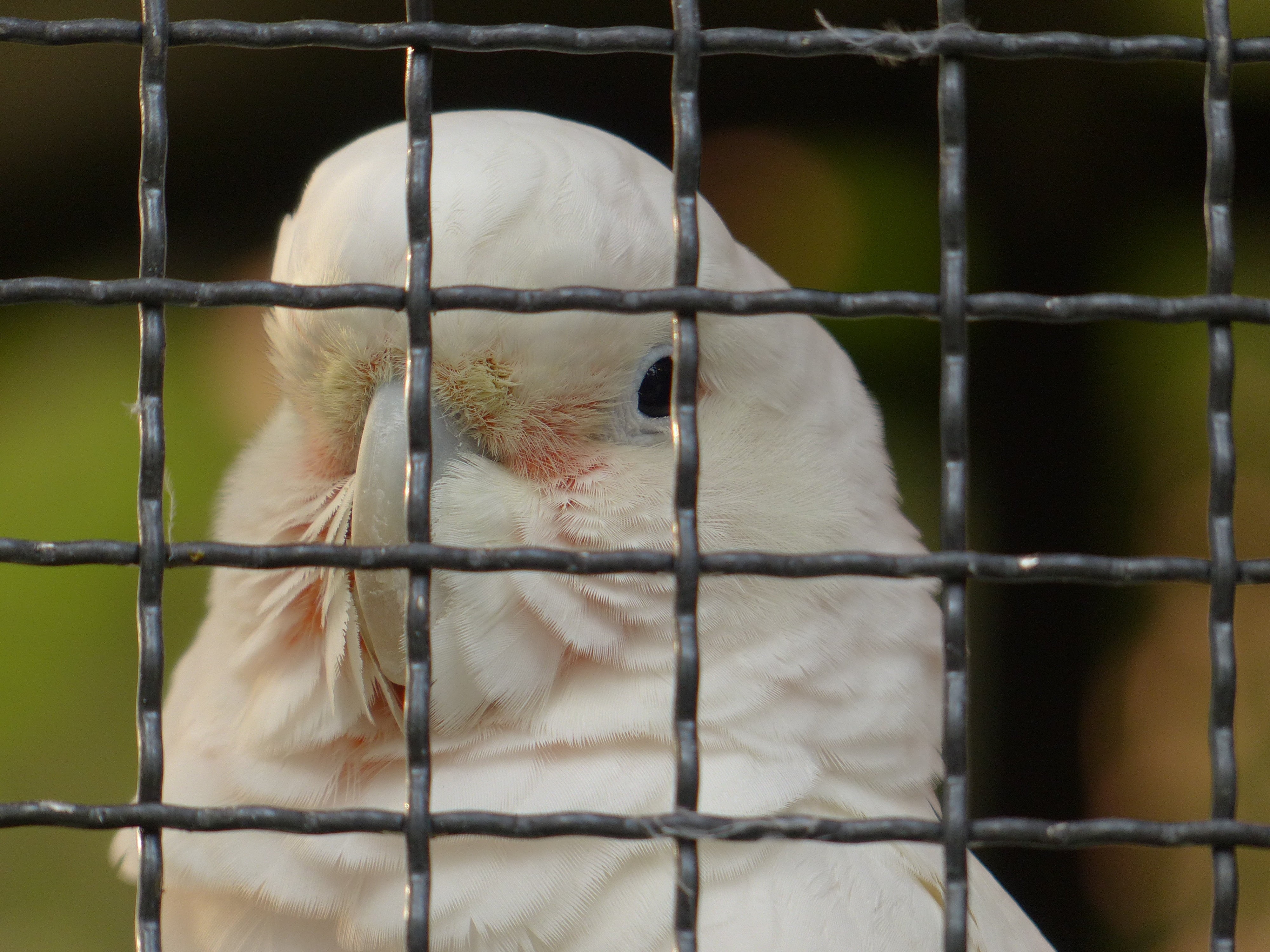 animals in captivity, animal wildlife, trapped, white color, scream, day, outdoors, focus on foreground, 4K, one animal, pets, animal, beak, cacatua goffiniana, HD Wallpaper