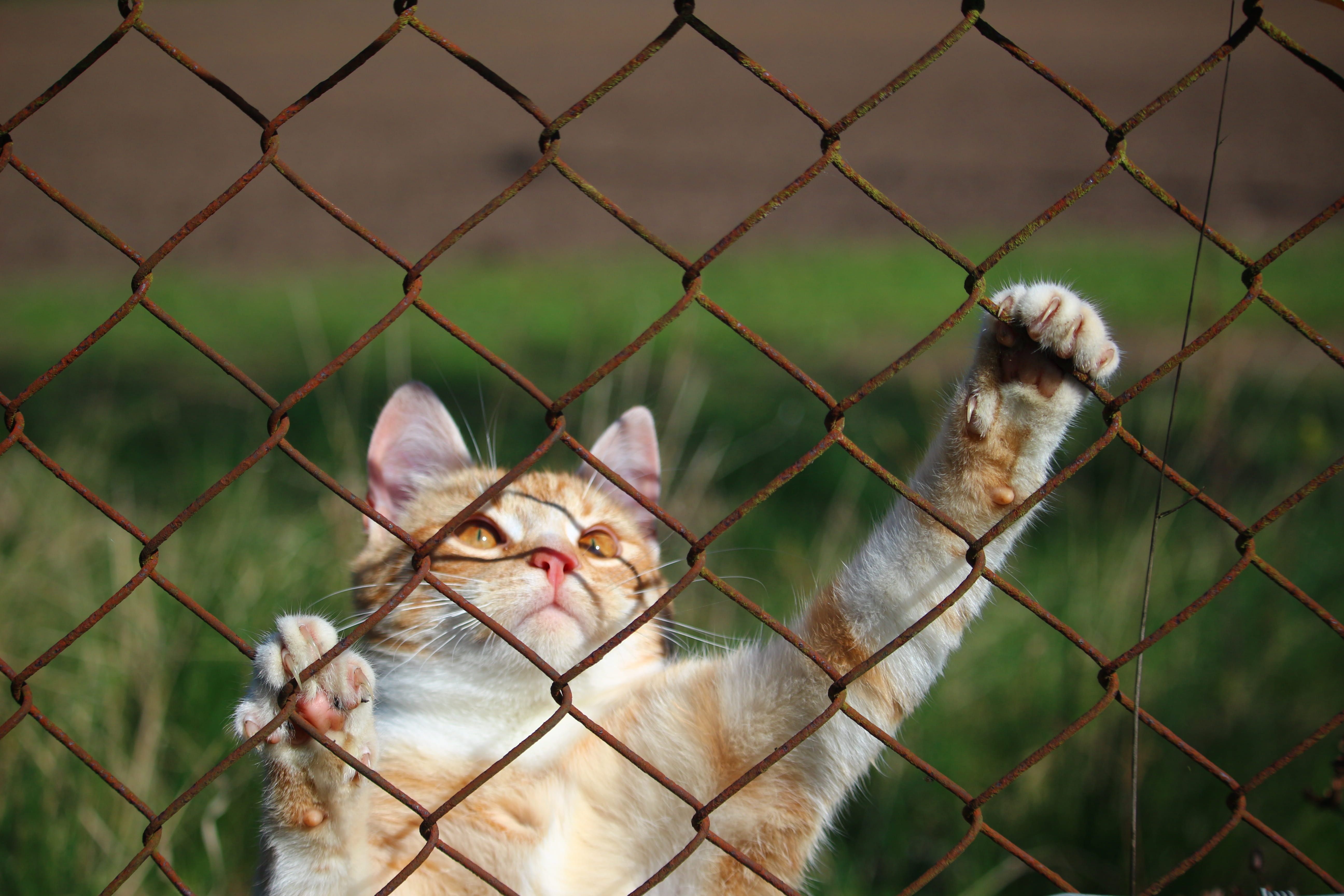 protection, animal themes, aggression, Grid, domestic, boundary, close-up, wire mesh, red cat, Kitten, safety, mammal, domestic animals, one animal, cat face, HD Wallpaper