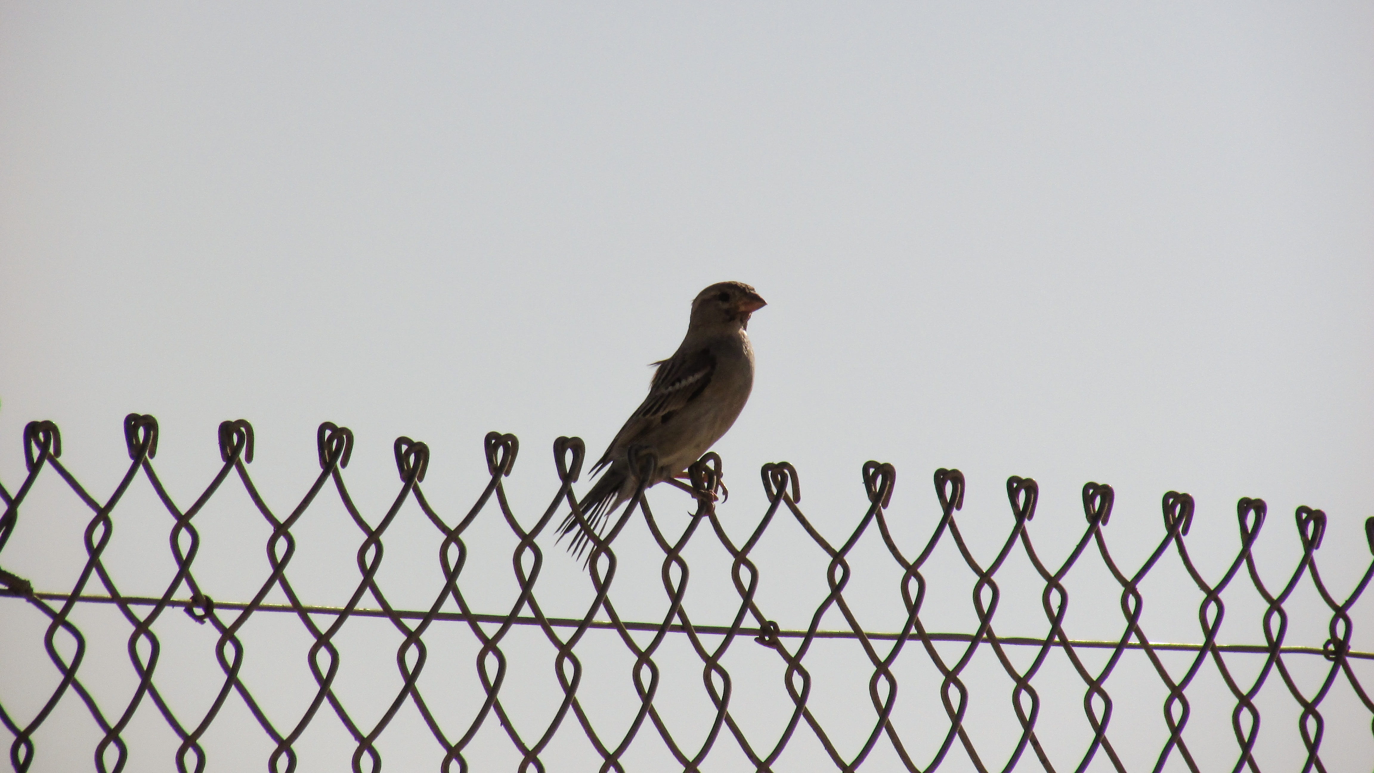 sky, animal themes, vertebrate, no people, escape, Freedom, animals in the wild, animal wildlife, dom, Fence, Barrier, 4K, perching, safety, boundary, HD Wallpaper