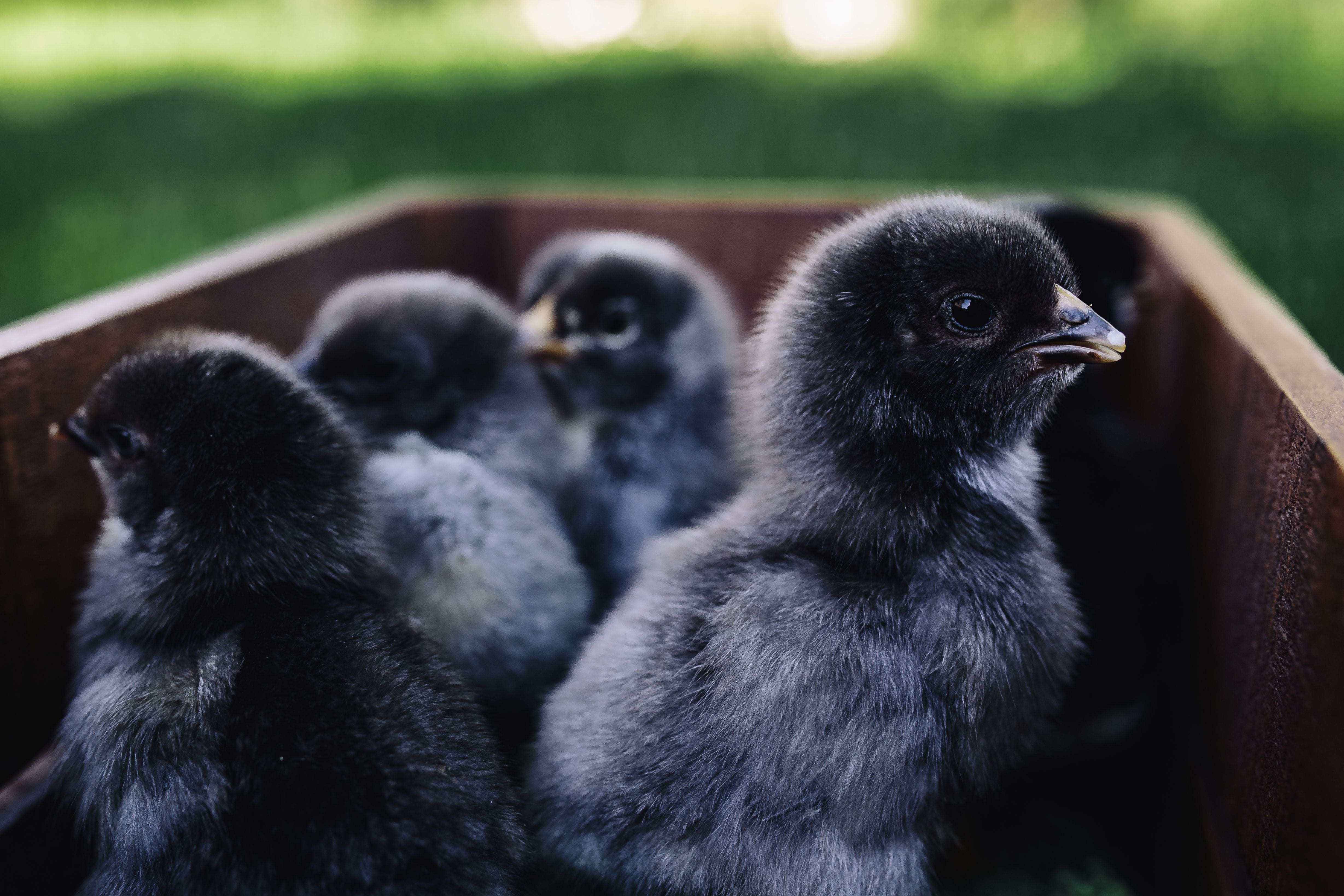 land, three animals, new born, no people, animals in the wild, hatchling, outdoors, nature, chicken, mammal, group of animals, focus on foreground, day, HD Wallpaper