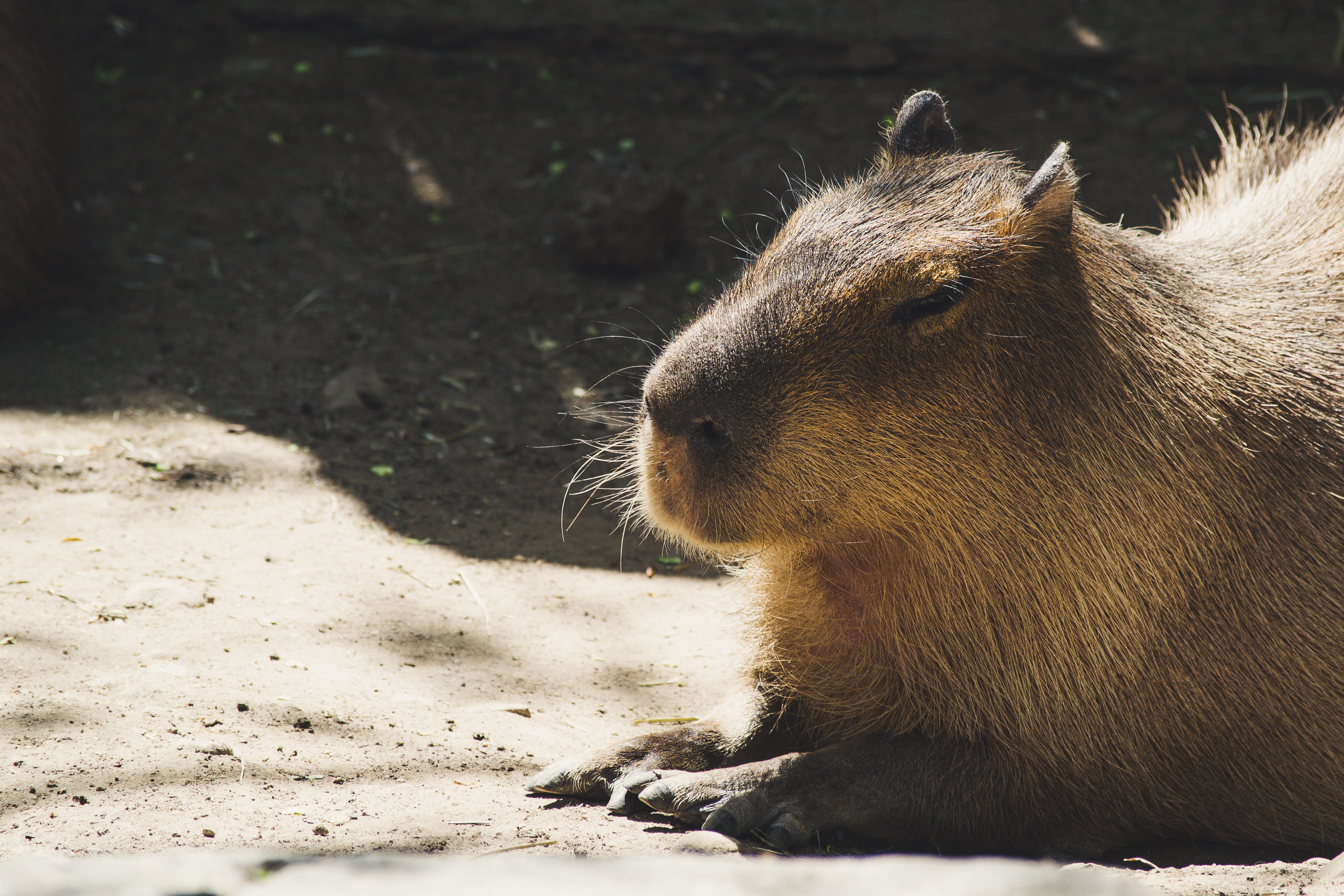 no people, day, little, mammal, looking away, capybara, animals in the wild, focus on foreground, rodent, animal head, looking, wildlife, eye, snout, sunlight, HD Wallpaper