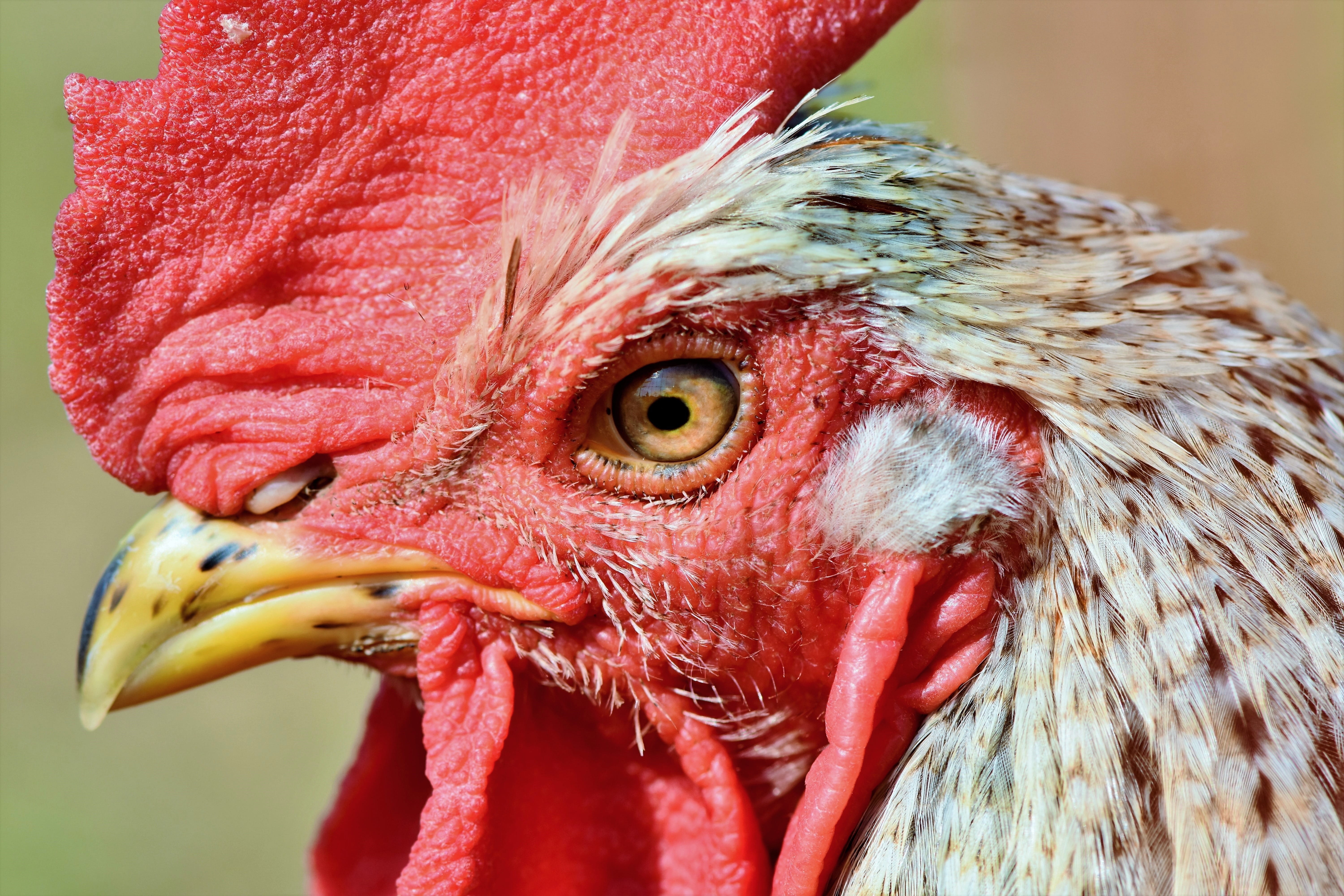 eye, cockscomb, red, poultry, bill, close-up, outdoors, 5K, gockel, no people, chicken - bird, one animal, plumage, hahn, animal eye, feather, crow, animal body part, HD Wallpaper