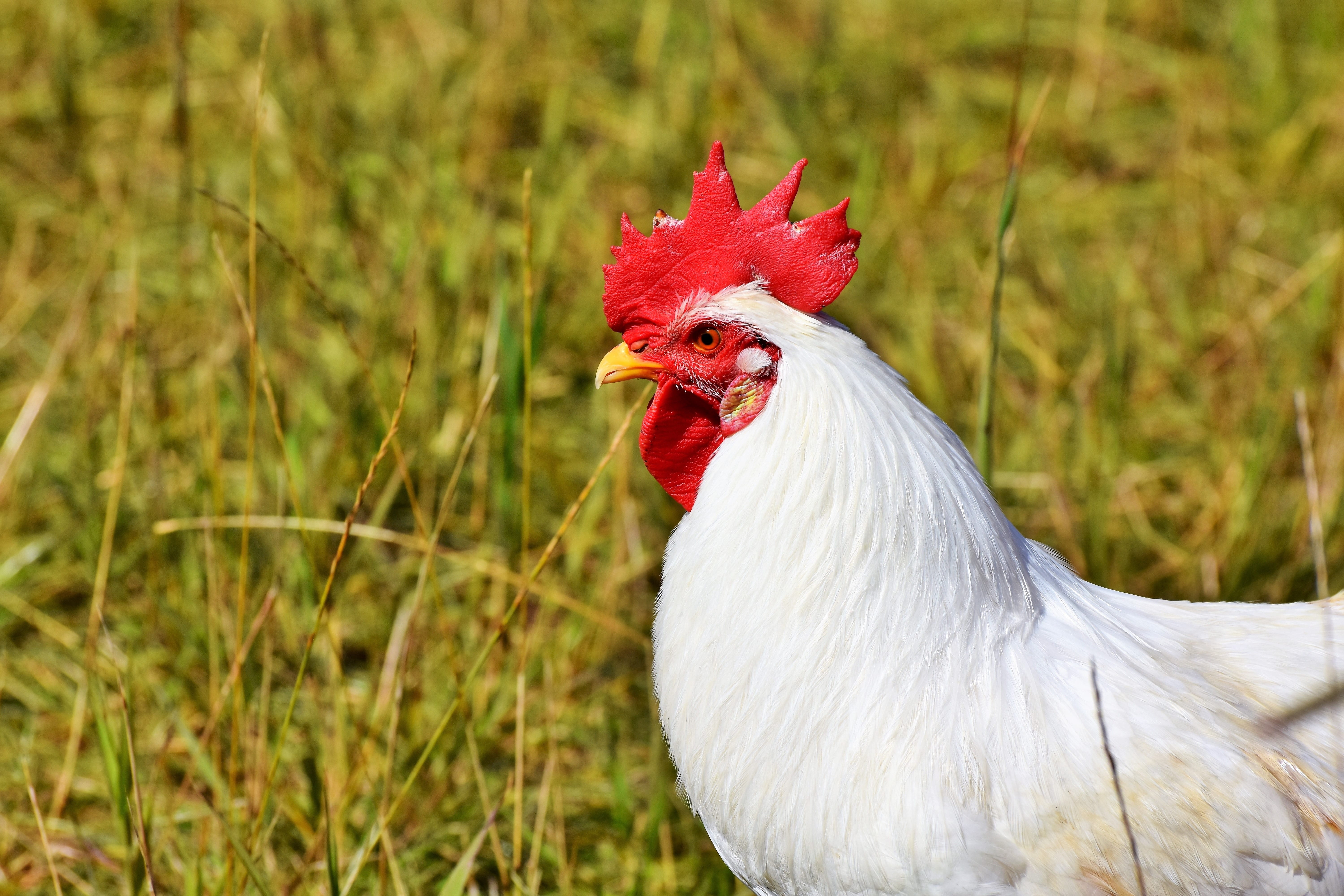 pets, male animal, animal themes, profile view, 5K, nature, chicken - bird, vertebrate, feather, crow, domestic, red, outdoors, male, plant, mammal, farm, HD Wallpaper