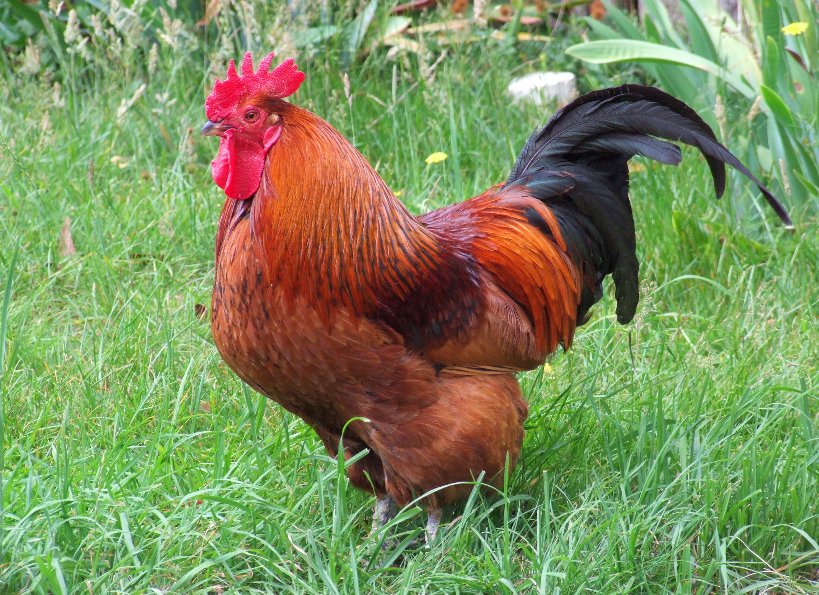 male, farm, livestock, field, male animal, poultry, no people, chicken - Bird, range, mammal, bird, day, nature, animal themes, animal, rooster, one animal, HD Wallpaper