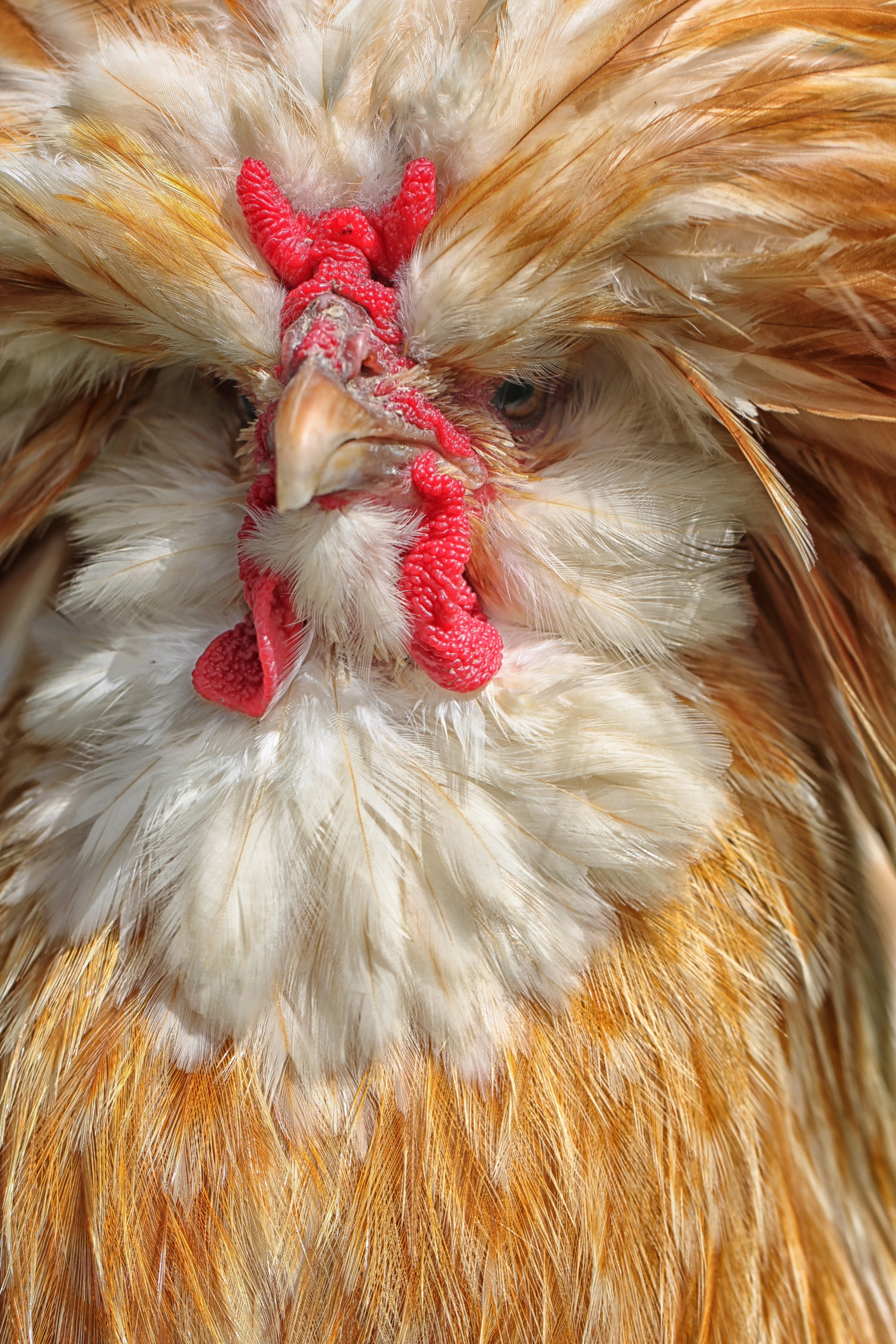 elegant, white feathers, no people, symbol, day, beak, Rooster, male animal, one animal, mammal, animal themes, claws, Animal, rural, farming, animal head, Phone HD Wallpaper