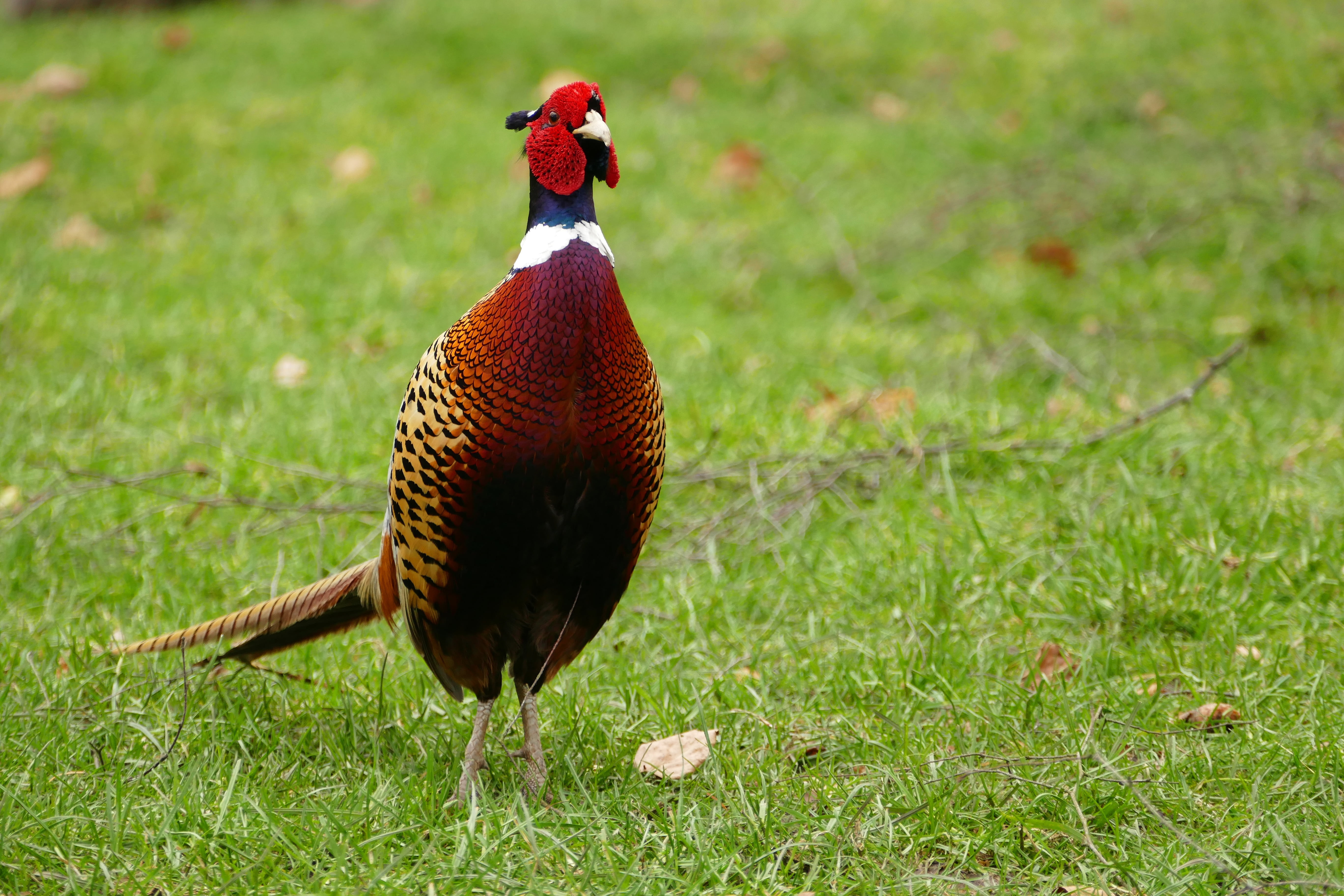 ring, livestock, male animal, wild, domestic animals, wing, fauna, mammal, natural, beak, vertebrate, animal, bird, necked, cockerel, farm, chicken - bird, HD Wallpaper