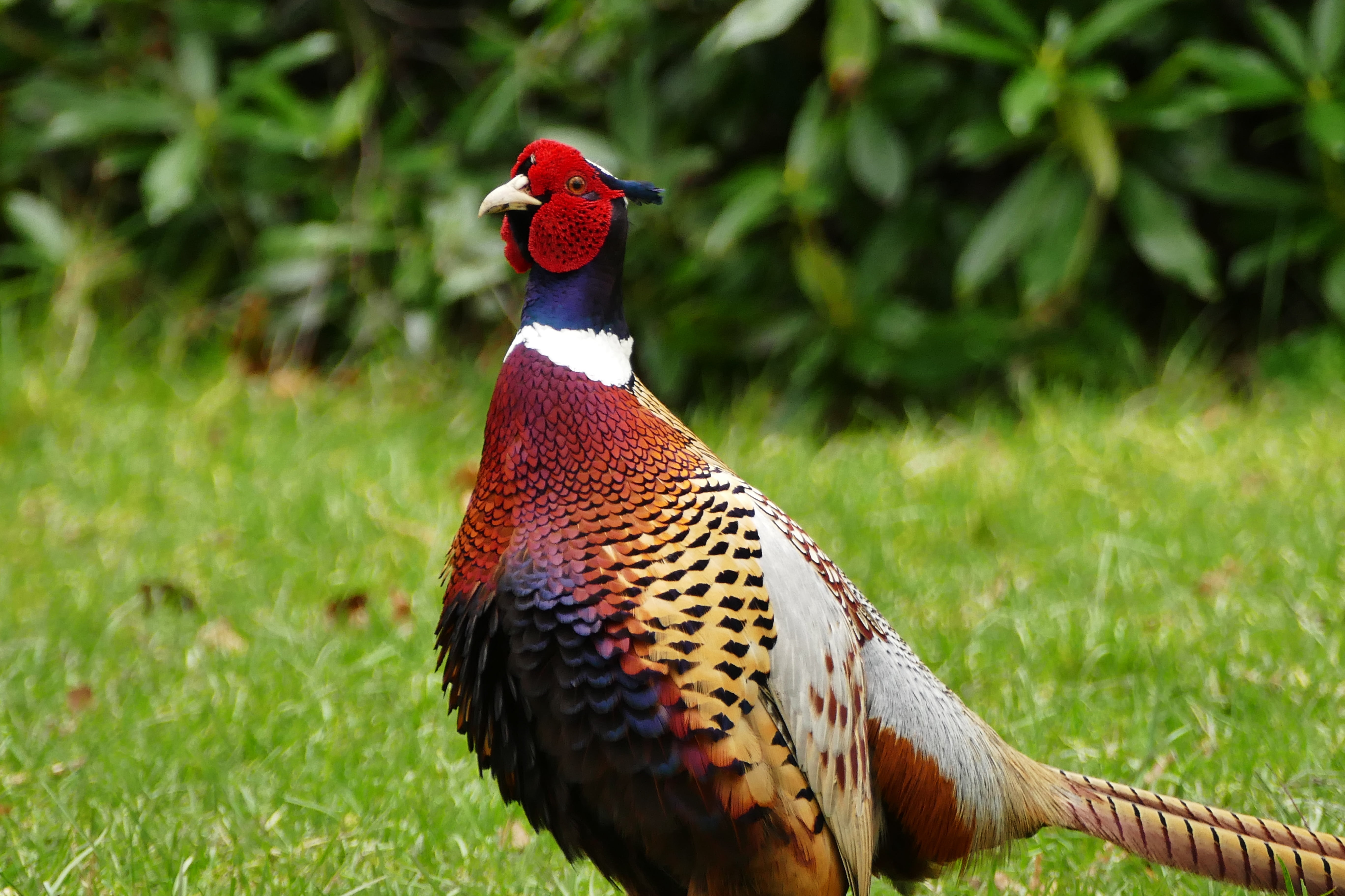 focus on foreground, farm, golden, bird, close-up, male animal, field, animal, fauna, game, land, livestock, vertebrate, grass, wildlife, rooster, one animal, HD Wallpaper