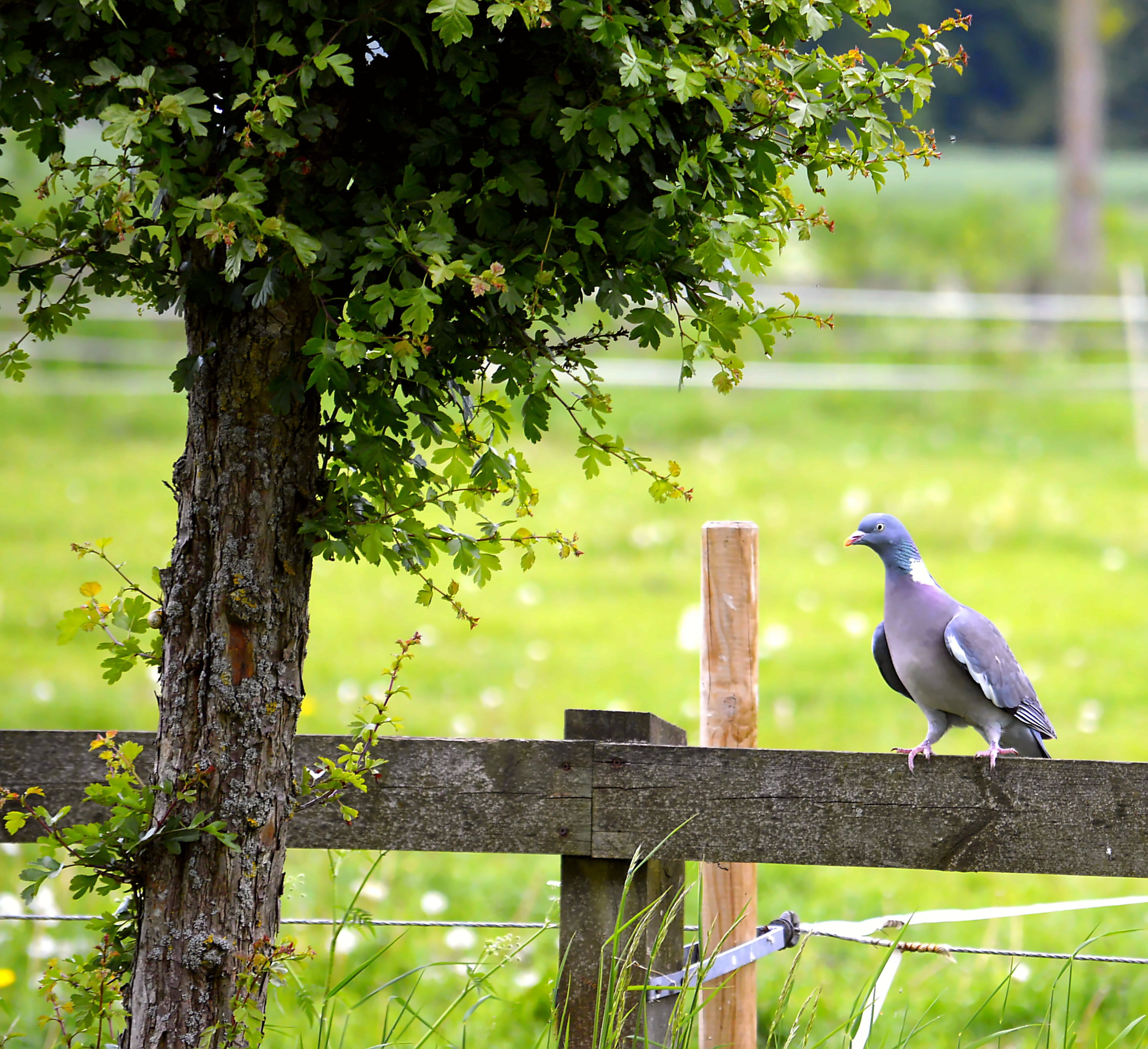 bird dress, dove, spring dress, one animal, perching, birds, Bush, barrier, animal portrait, plant, wooden post, plumage, day, animals in the wild, vertebrate, HD Wallpaper