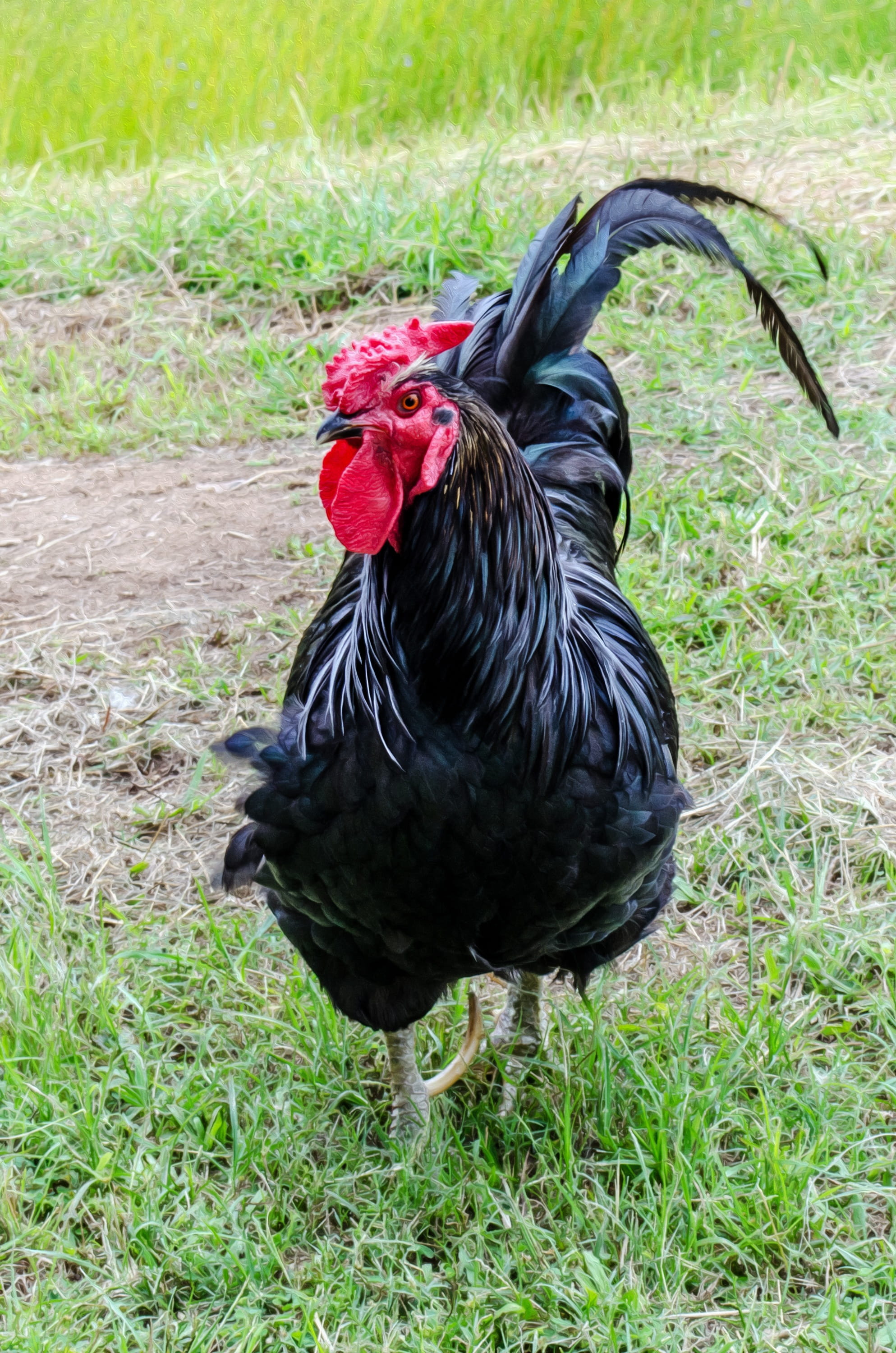 day, livestock, Chicken, meat, feather, Hen, domestic animals, Rooster, land, black color, plant, agriculture, plumage, comb, field, farming, Farm, domestic, Phone HD Wallpaper