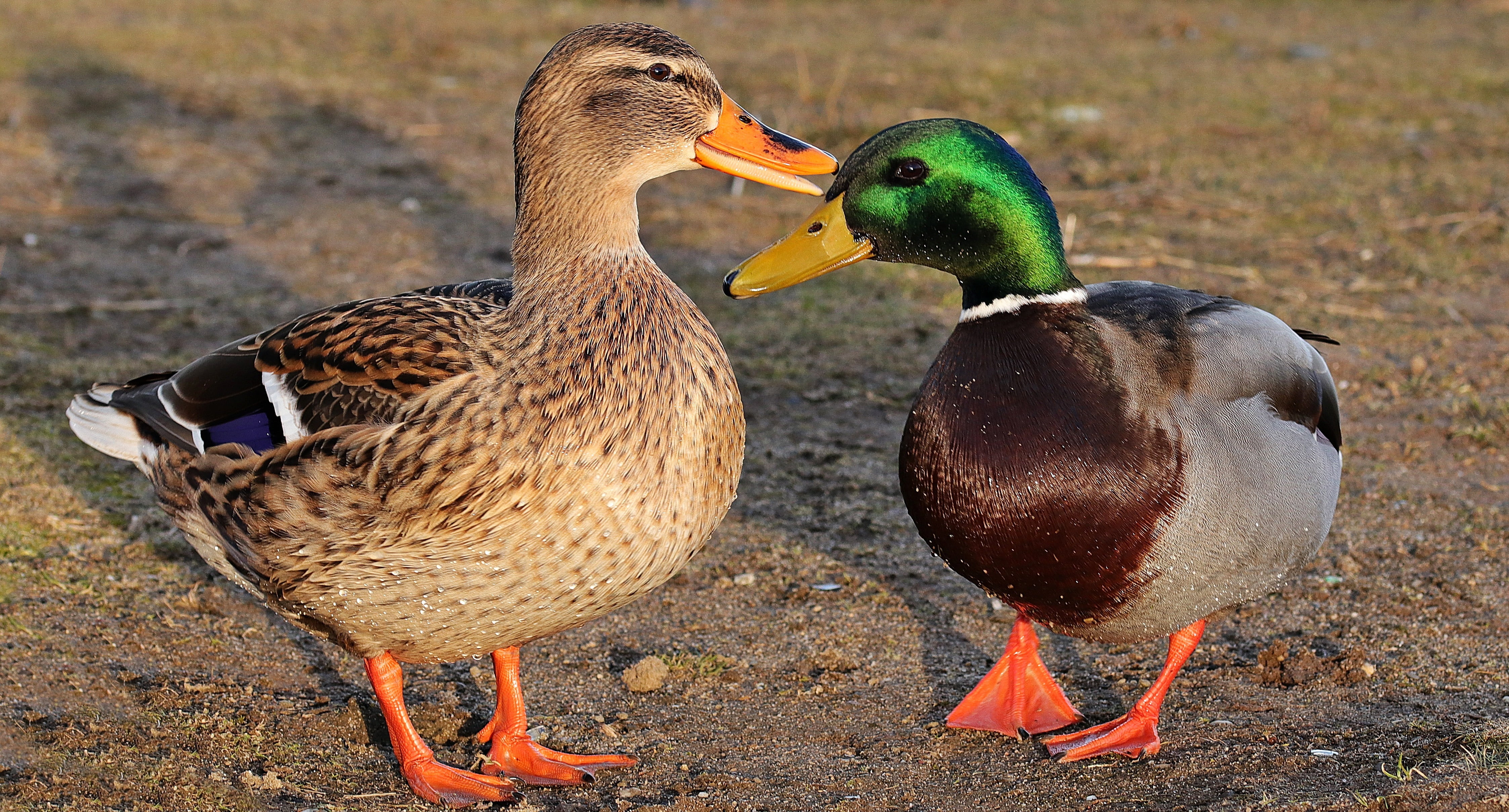 winter, two animals, duck, ground, animal, male, animal world, female animal, land, duck head, species, duck bird, animal themes, drake, head, close, standing, HD Wallpaper