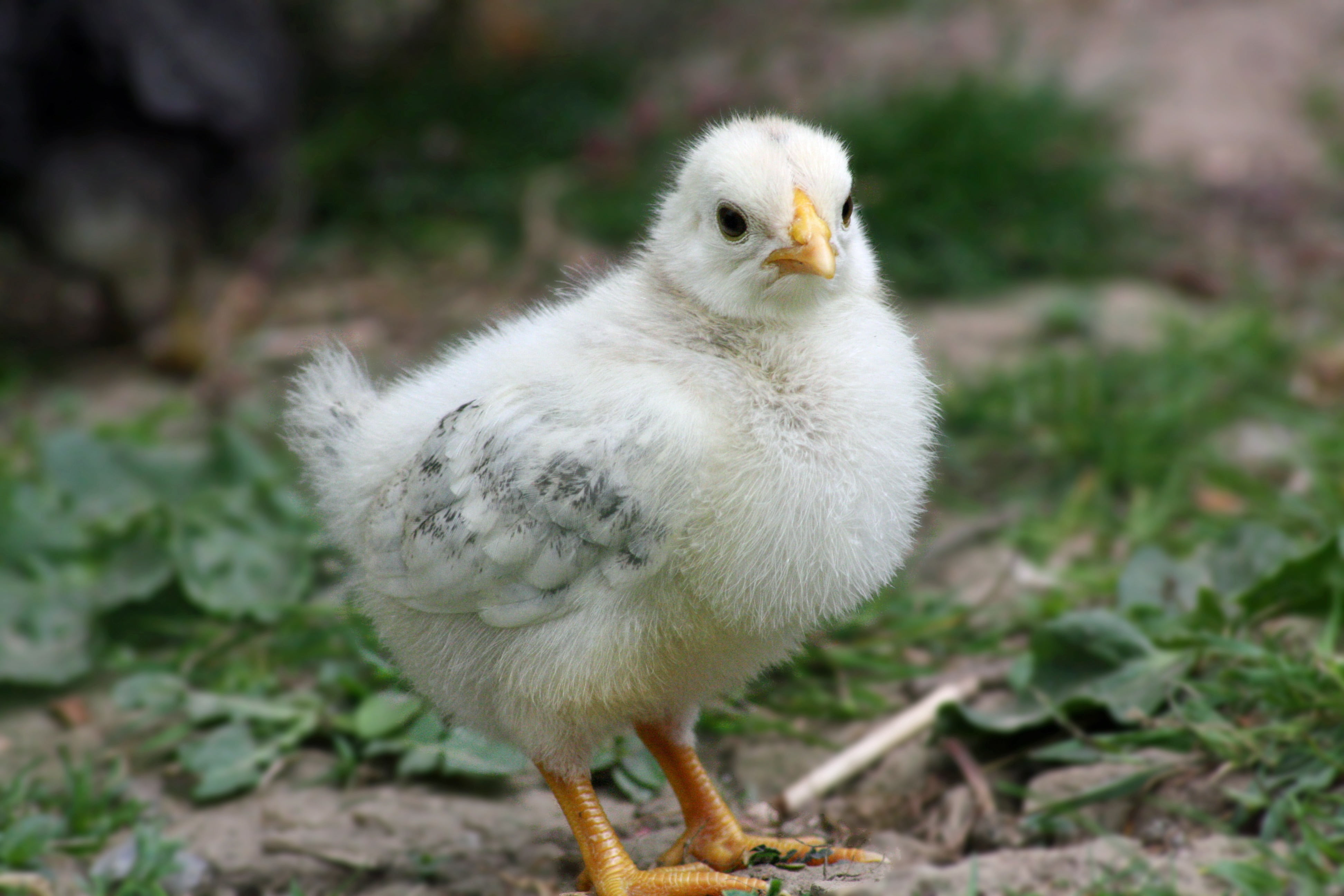 charming, basket, happy easter, chicks, happy, easter körbchen, beak, meadow, agriculture, focus on foreground, easter eggs, food, ground, colorful eggs, HD Wallpaper