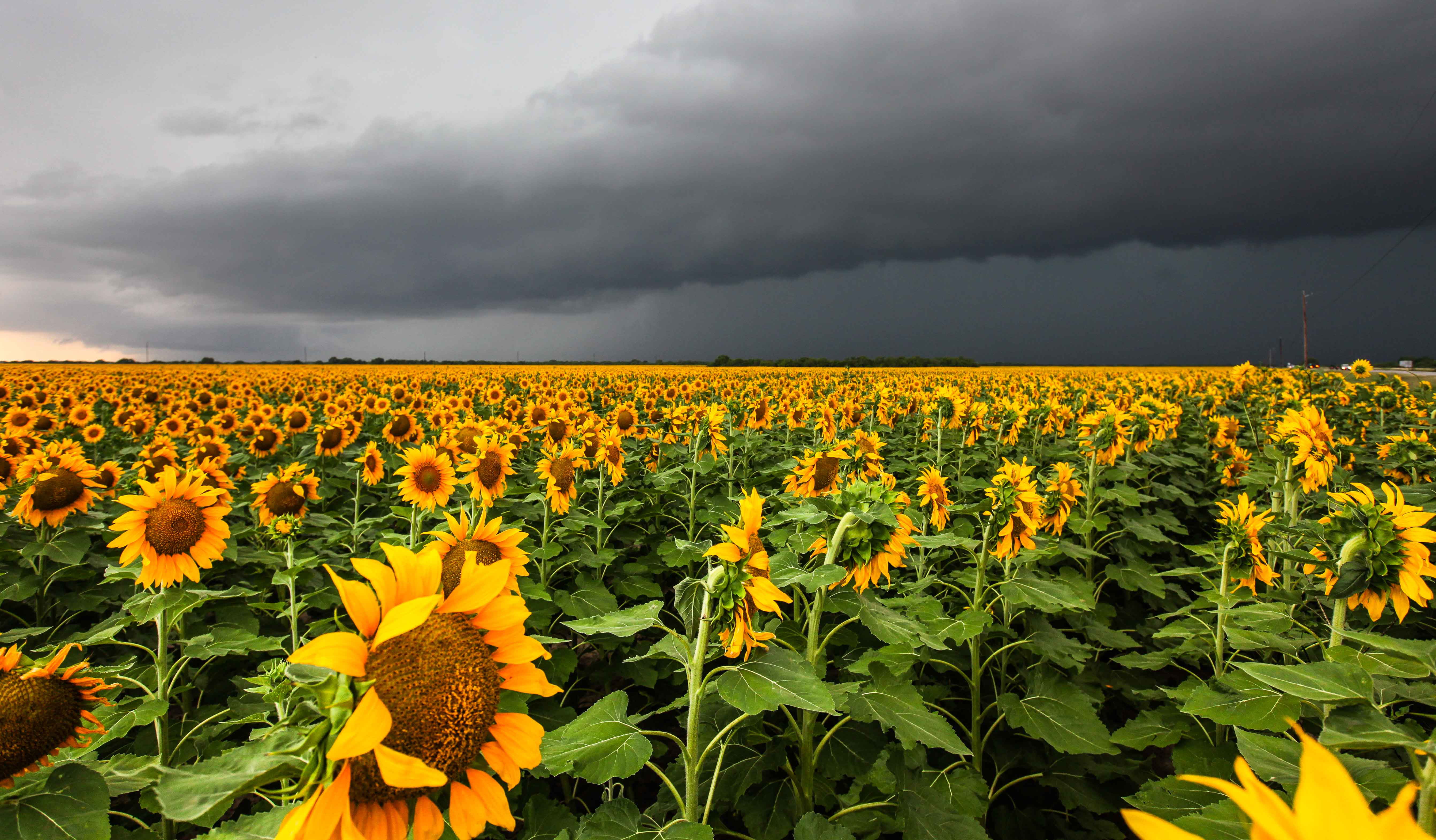 May 2014, beauty In Nature, springtime, rural Scene, farm, nature, petal, field, summer, landscape, Texas, plant, growth, sunflower, Storm Chasing, sky, HD Wallpaper