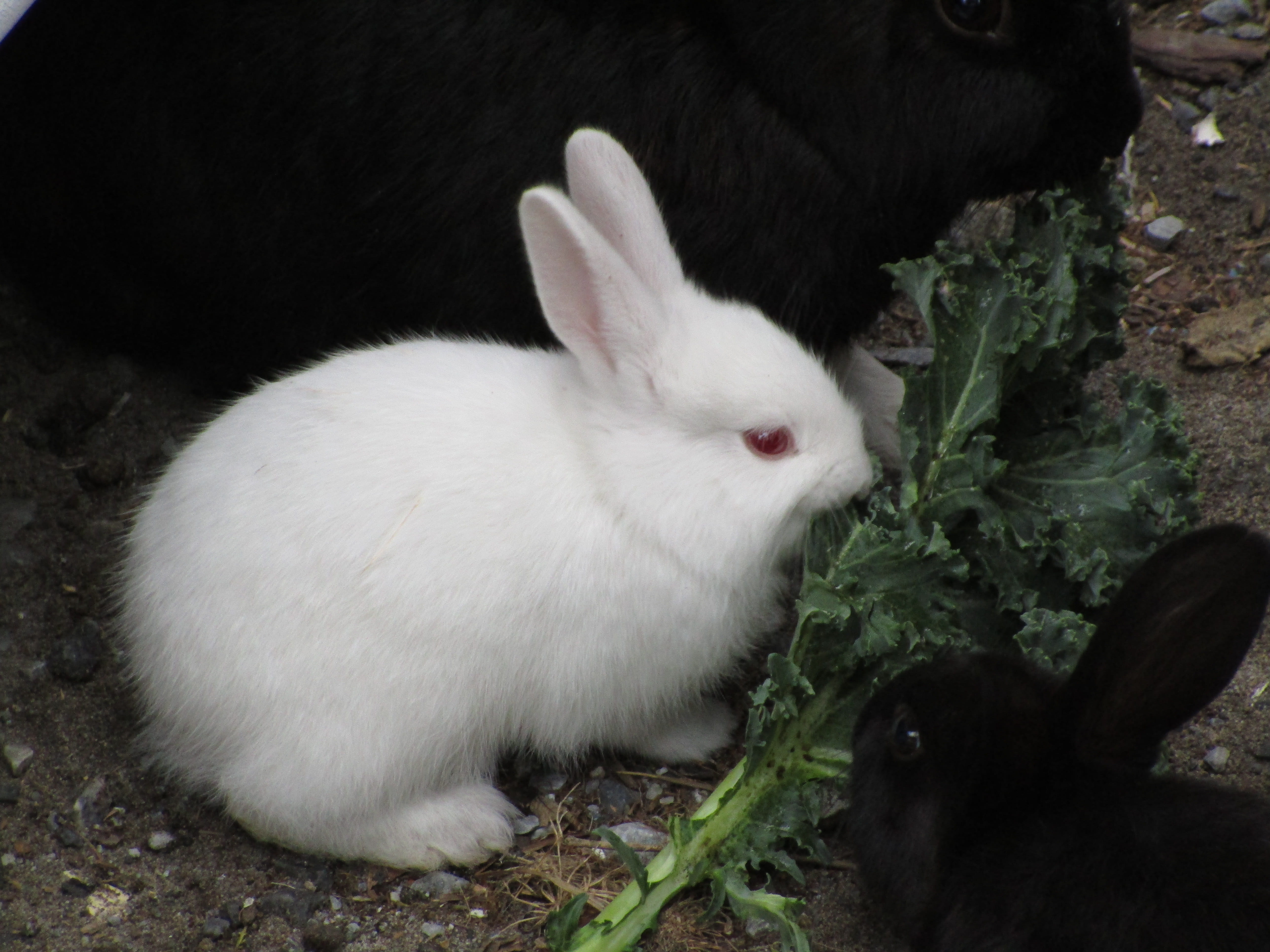 pet, group of animals, rabbit - animal, whisker, chicken, angora, animal themes, herbivorous, bunny, high angle view, food, cat, baby, animal, plant, fowl, HD Wallpaper
