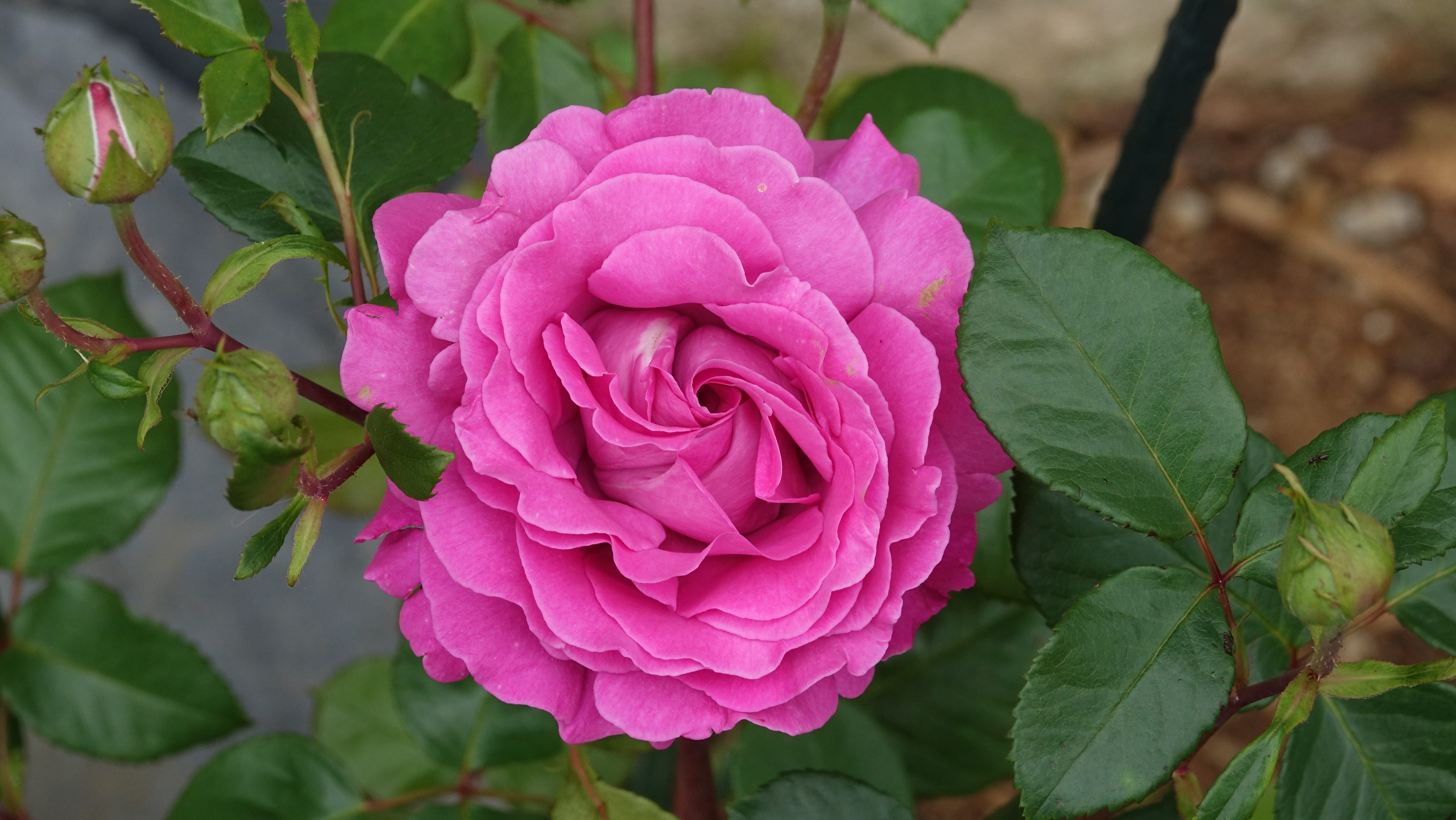 nature, close-up, plant part, flower head, pink parma, inflorescence, fragility, vulnerability, petal, focus, flowering plant, leaf, 5K, rose, beauty in nature, HD Wallpaper