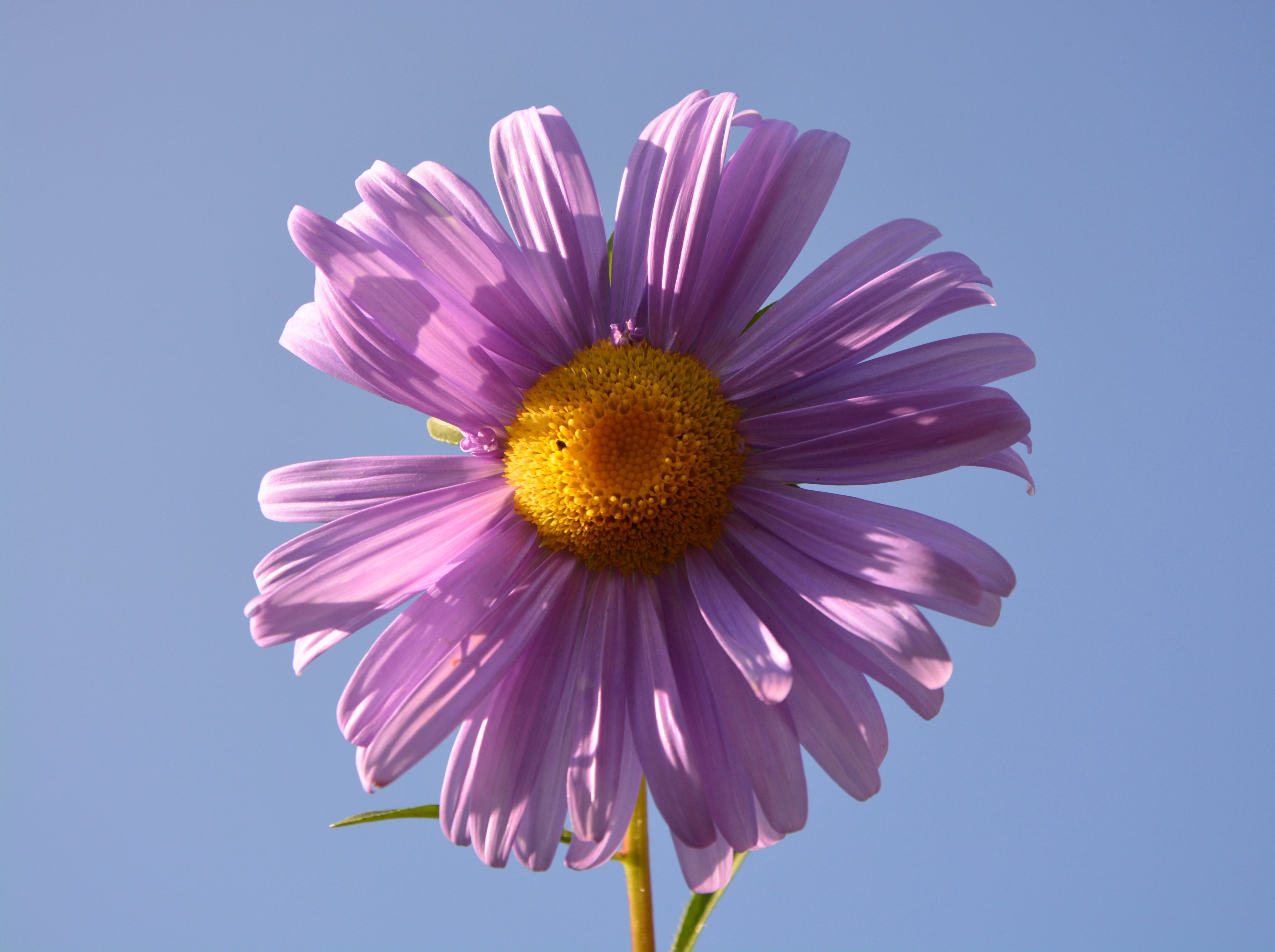 violet, blue background, summer, petals, vulnerability, nature, pink color, parma, petal, blue, no people, flower, flowering plant, outdoors, studio shot, HD Wallpaper