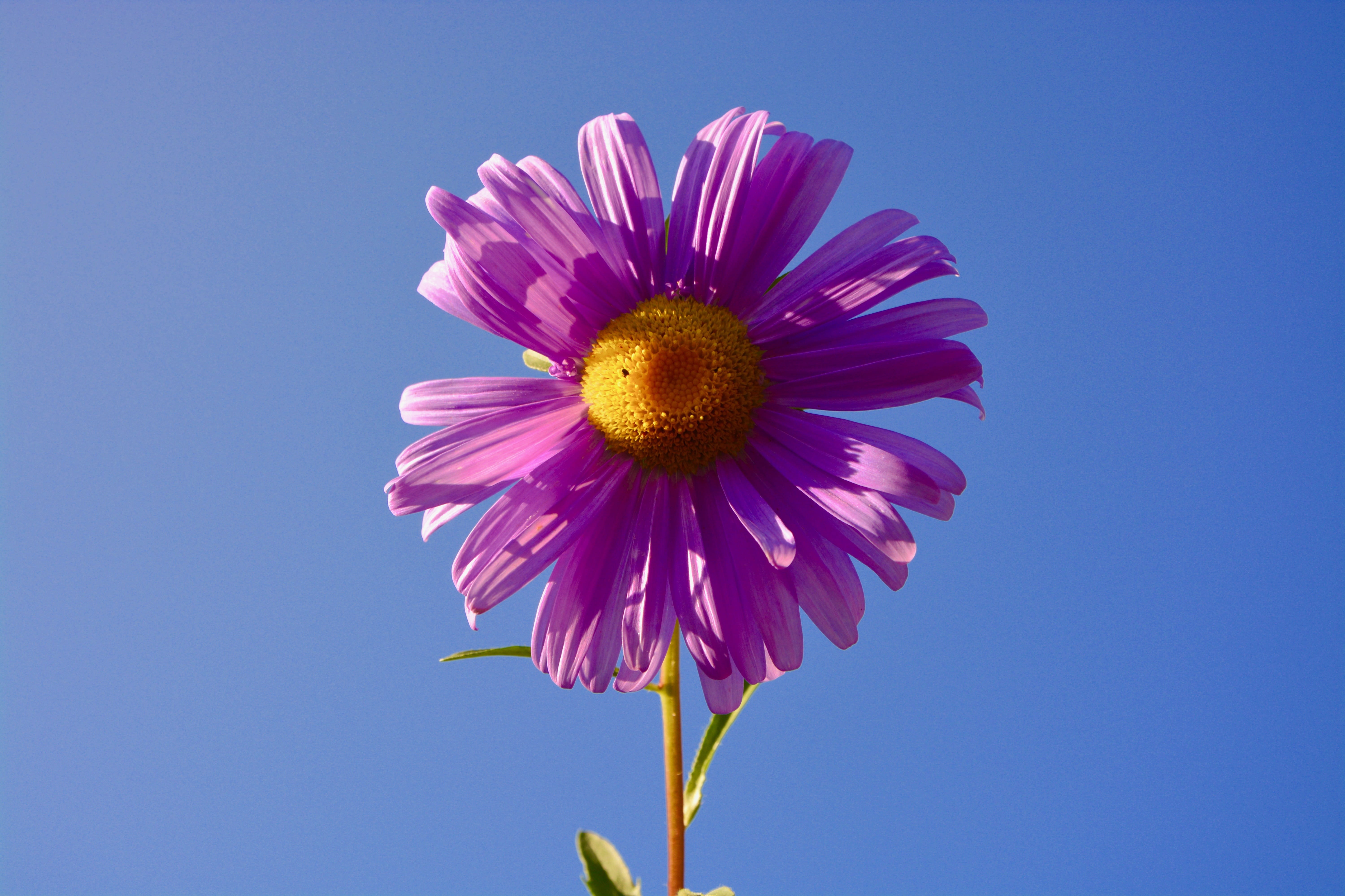 flower, sepal, no people, vulnerability, growth, field, close-up, blue background, 5K, flowering plant, pink color, sky, blue, beauty in nature, color parma, HD Wallpaper