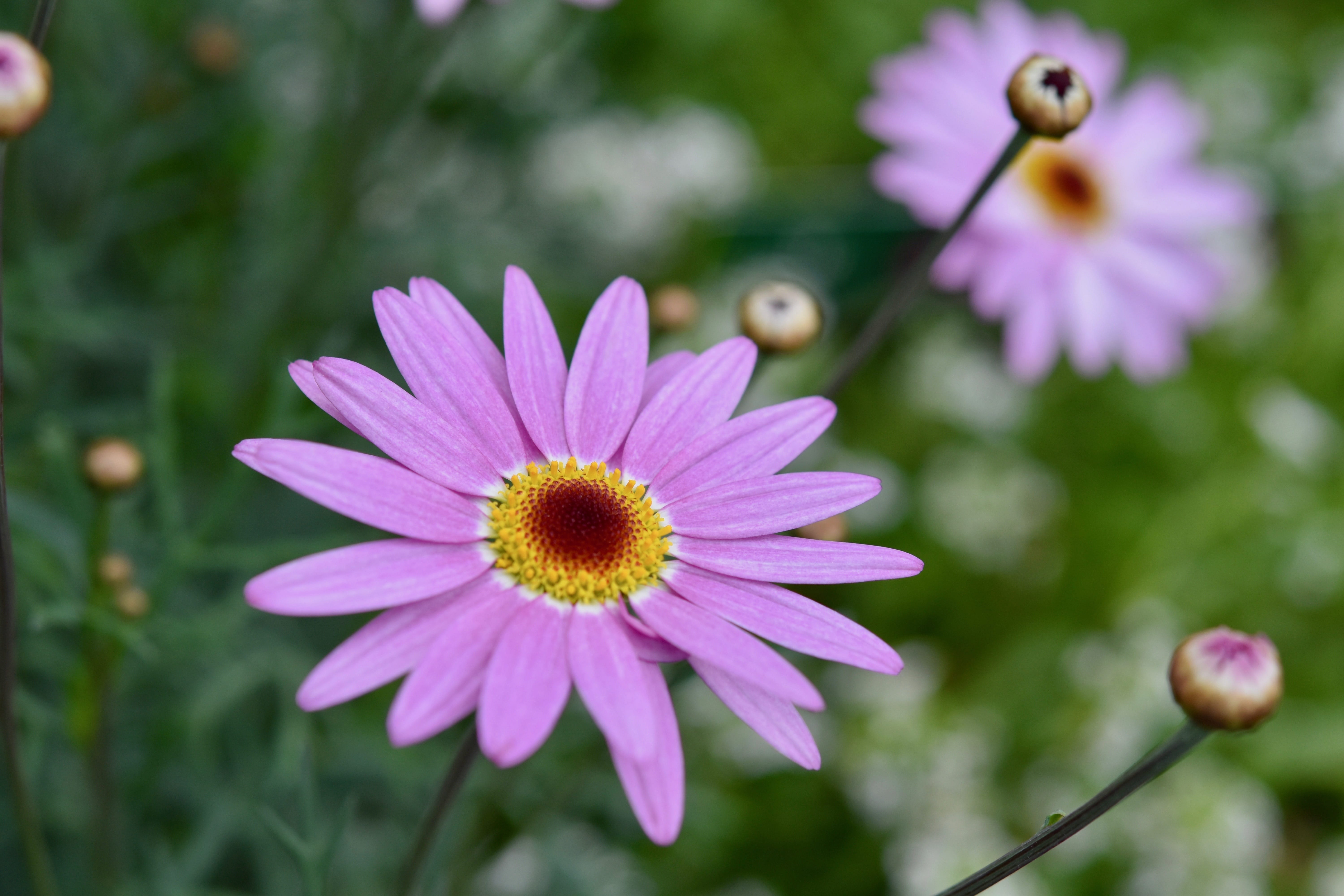 5K, spring flowers, petal, no people, beauty, purple, green leaves, stamens, flowers, flower head, selective focus, plants, fulfillment, garden, spring, HD Wallpaper