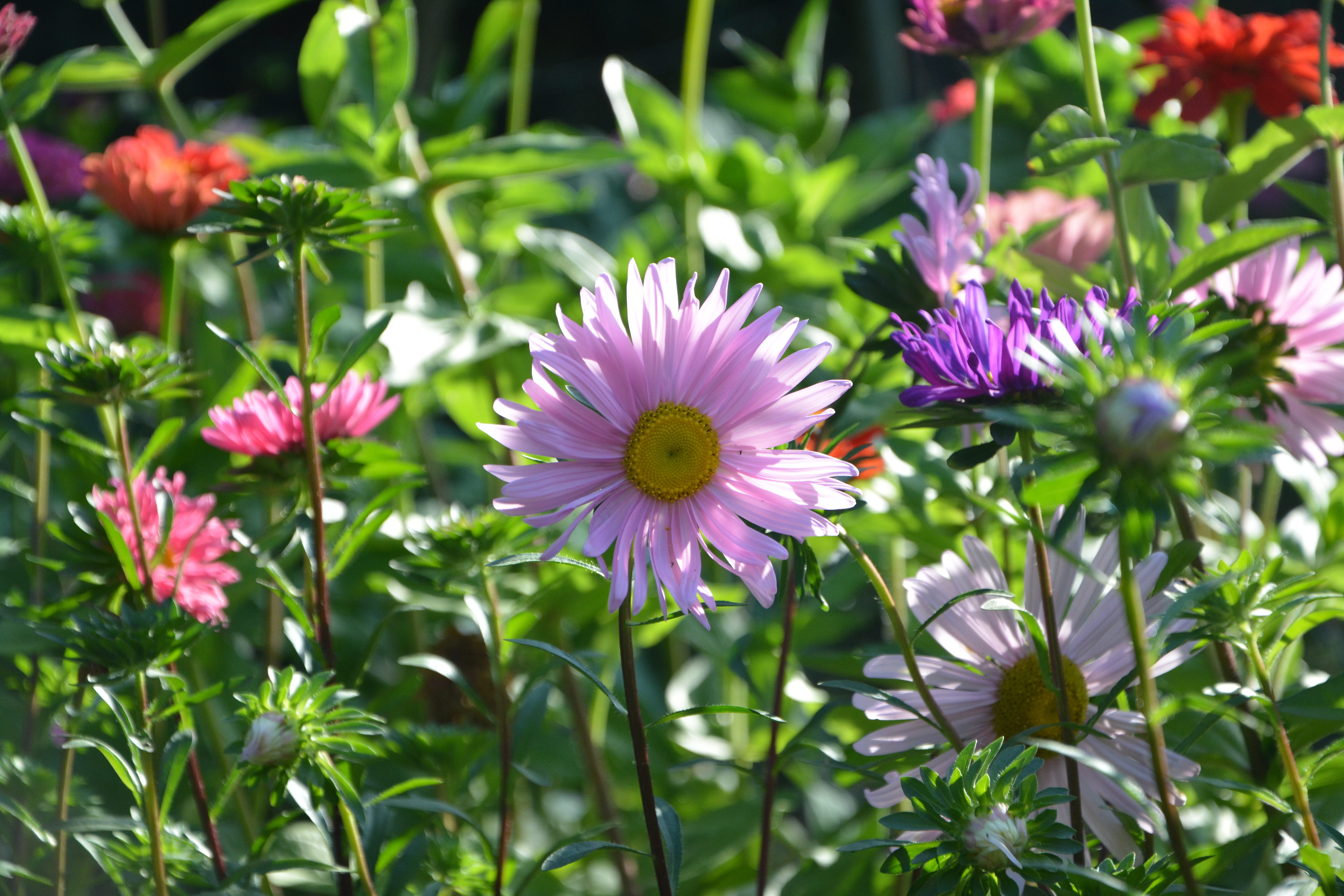 no people, fragility, pollen, land, plants, pink color, vulnerability, plant, flowers, wild flower, flowerbed, parma, day, flowering, outdoors, freshness, HD Wallpaper