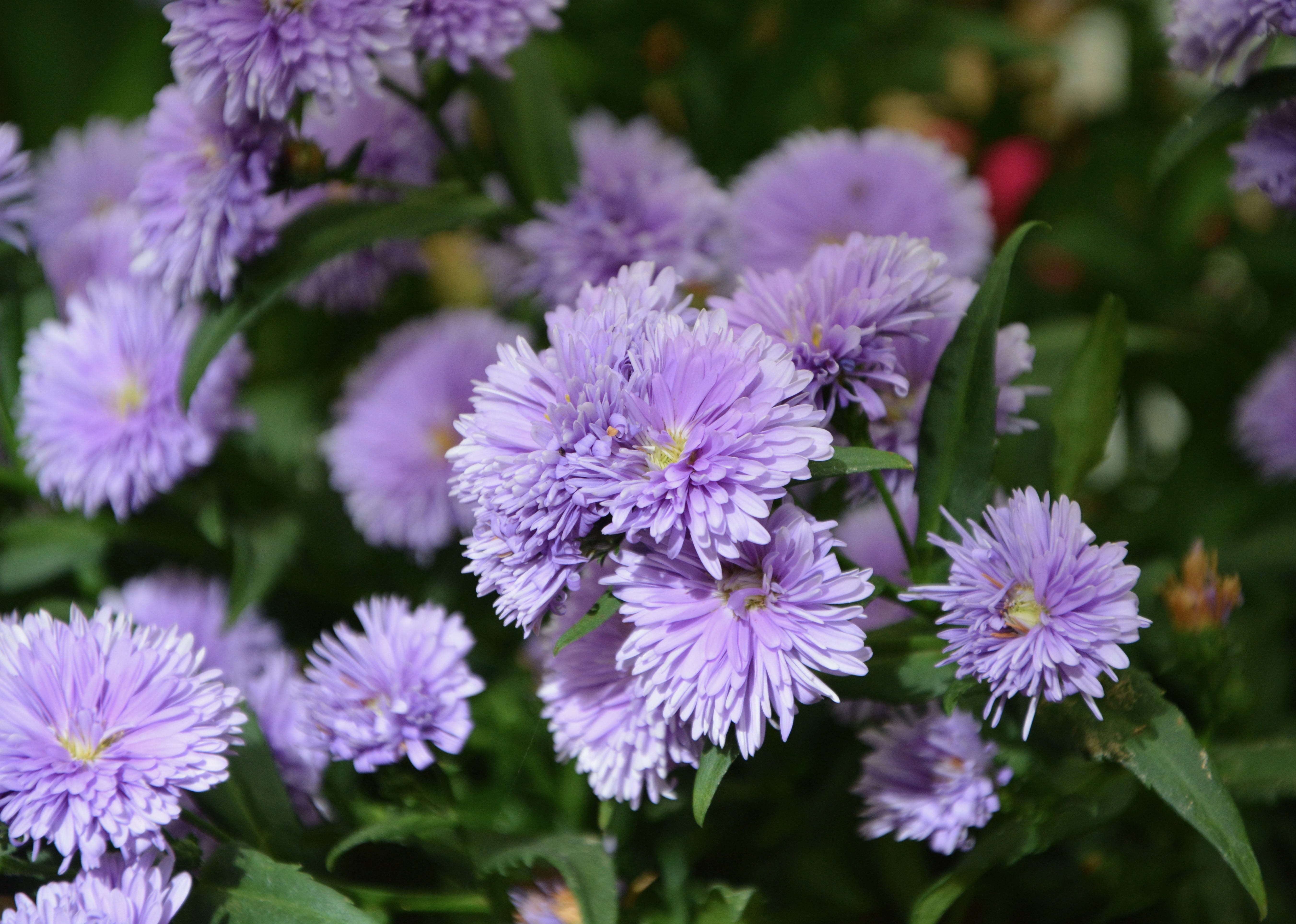 flower, violet, flowers parma, petal, field, beauty in nature, marguerite, outdoors, garden, springtime, no people, fragility, plant, romantic garden, pollen, HD Wallpaper