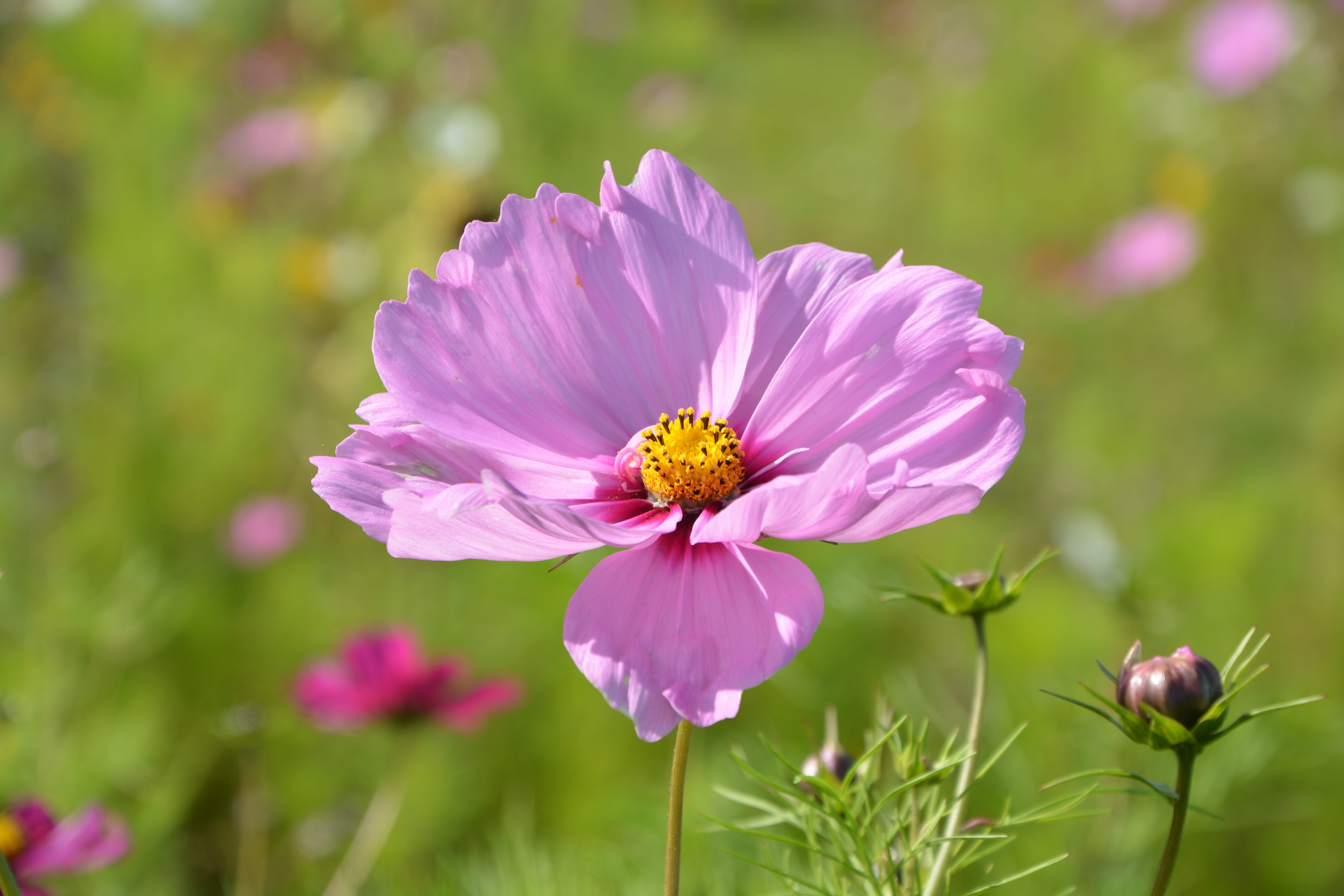gift offer, corner rustic, cosmos flower, fleuri, growth, pollination, decorative, bouquet, botany, pink flower parma, day, plants, purple, flora, pink color, HD Wallpaper