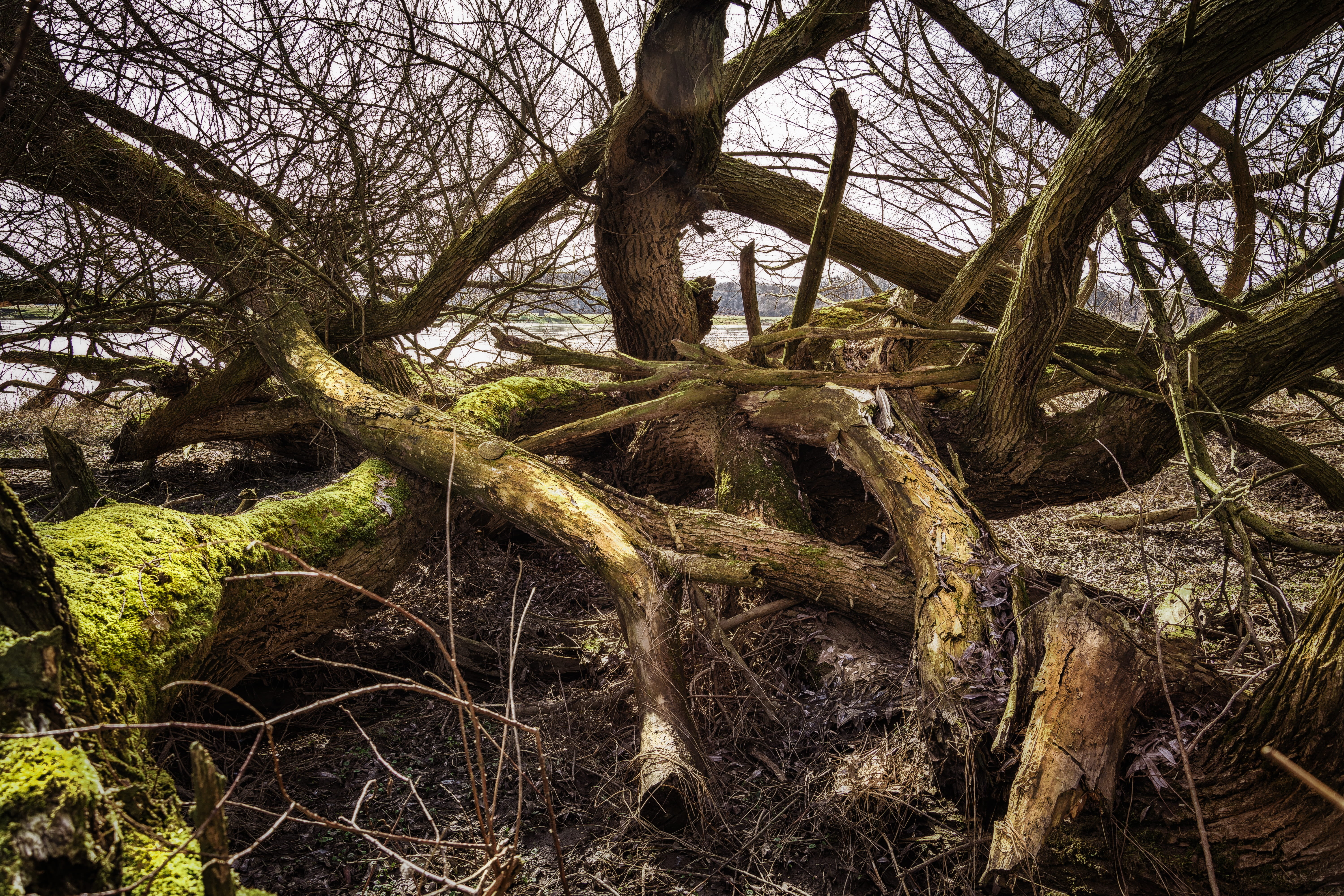 wood, high water, 5K, river, land, flood, wood - material, scenics, elbwiesen, woodland, branch, forest, force of nature, moss, landscape, outdoors, tree trunk, HD Wallpaper