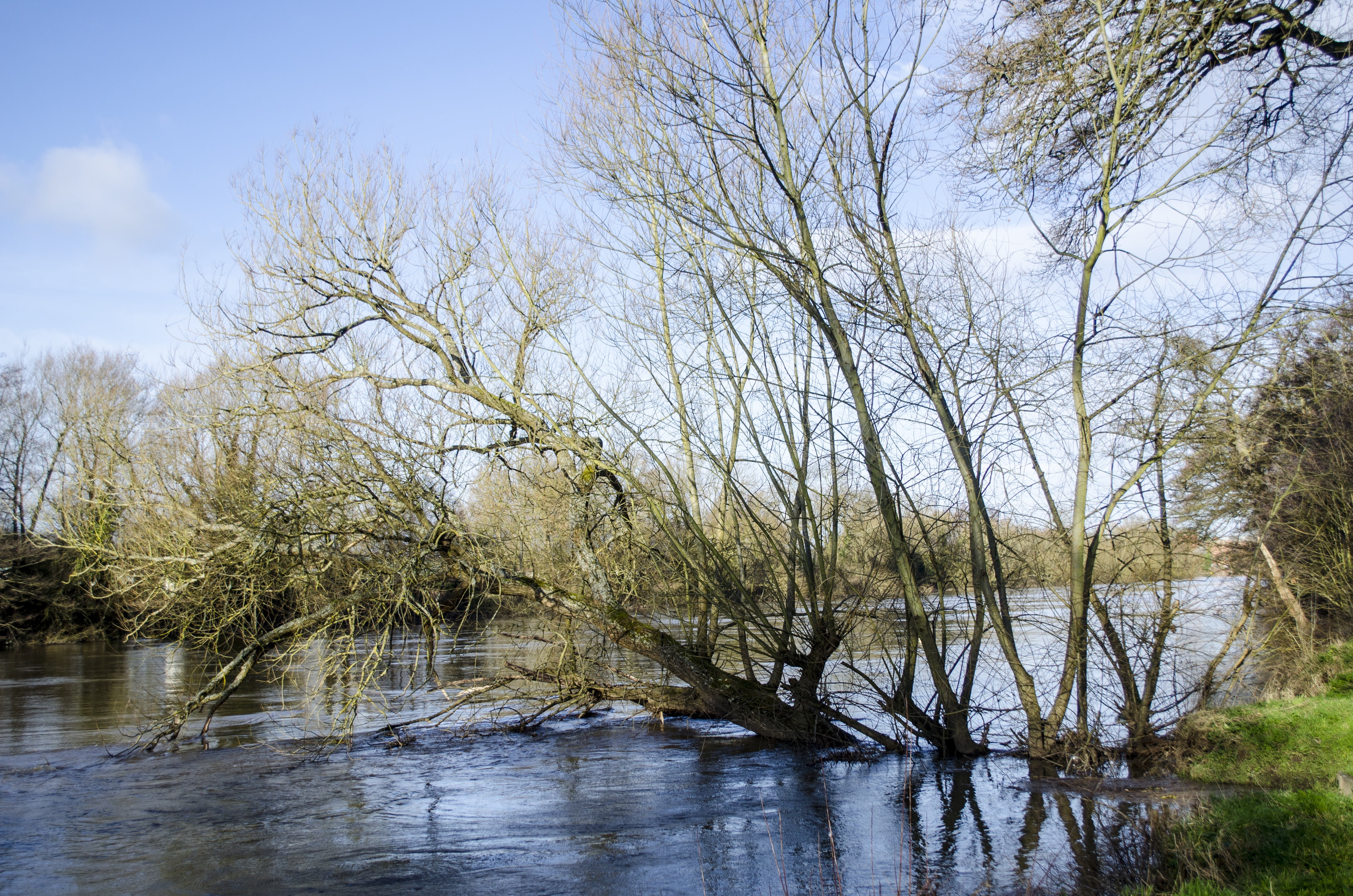 tranquility, flood damage, beauty in nature, day, bare tree, fallen, environment, reflection, flooded, flow, damage, growth, swollen, scenics - nature, HD Wallpaper