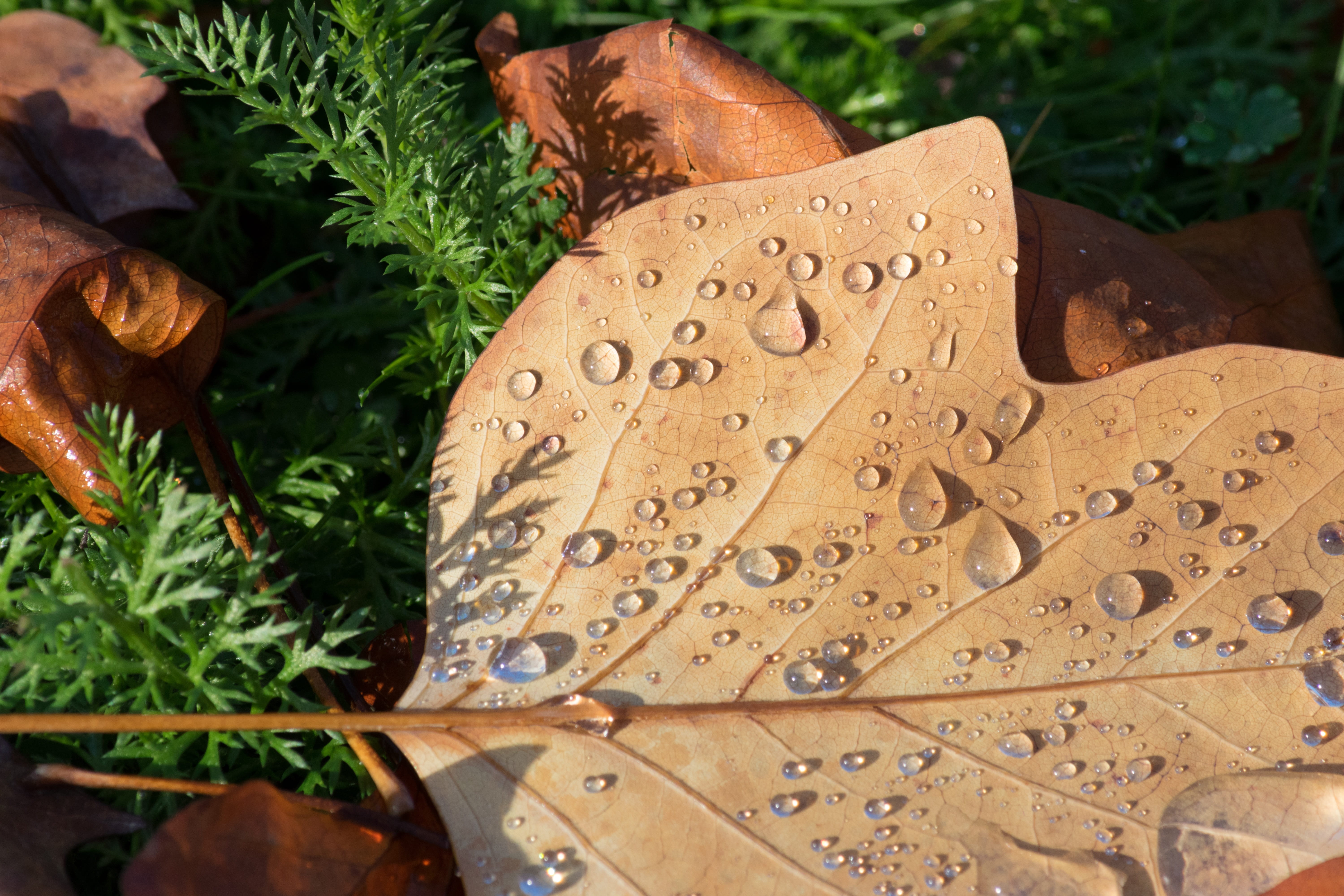 design, outdoors, transparent, leaves, rainfall, surface, shower, drip, autumn, falling, wet, season, pattern, plant, weather, growth, rain, cold, close-up, HD Wallpaper