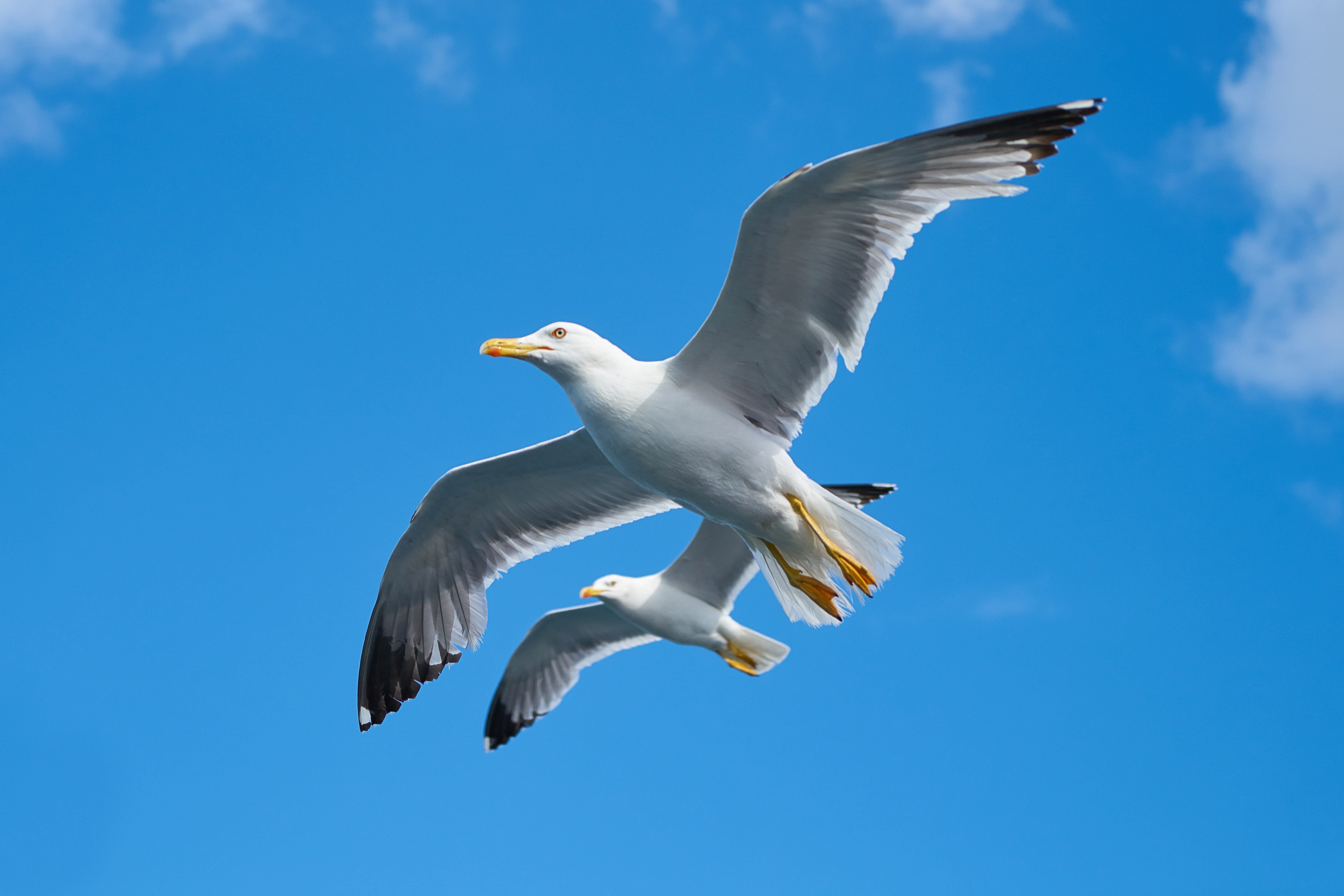 beautiful, marine, animal, environmental, motion, group of animals, together, flying, day, spread wings, dom, low angle view, white, peace, gulls, 5K, HD Wallpaper