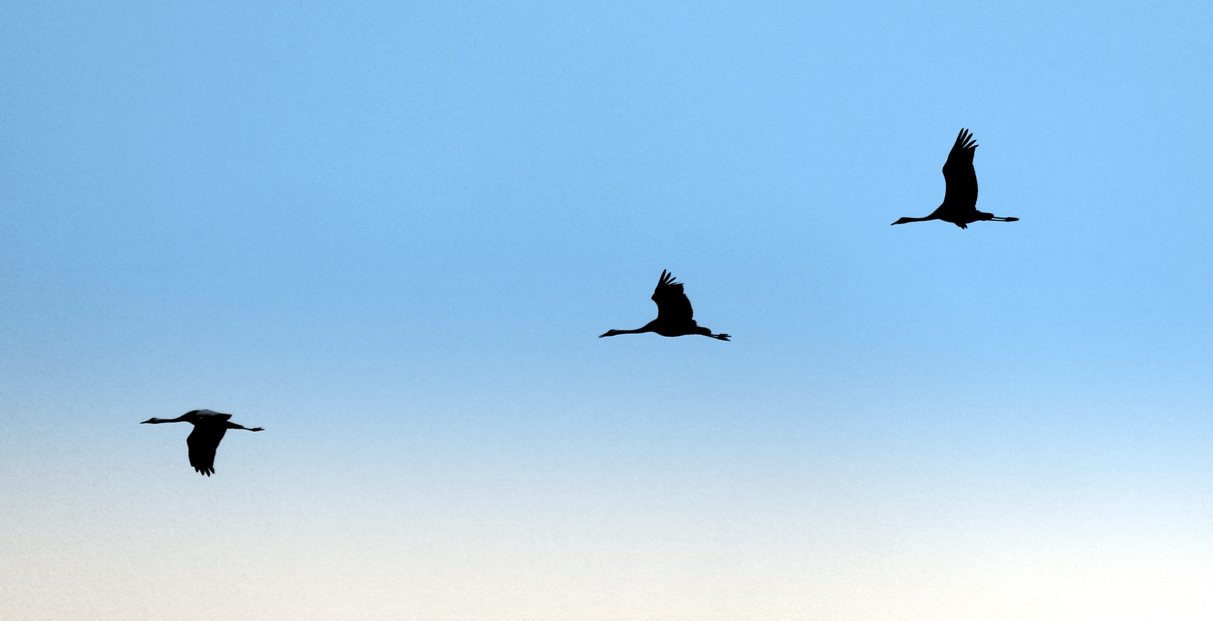black, animal world, blue hour, copy space, no people, feather, animals in the wild, group of animals, flying, bird, air, animal themes, silhouette, atmospheric, HD Wallpaper