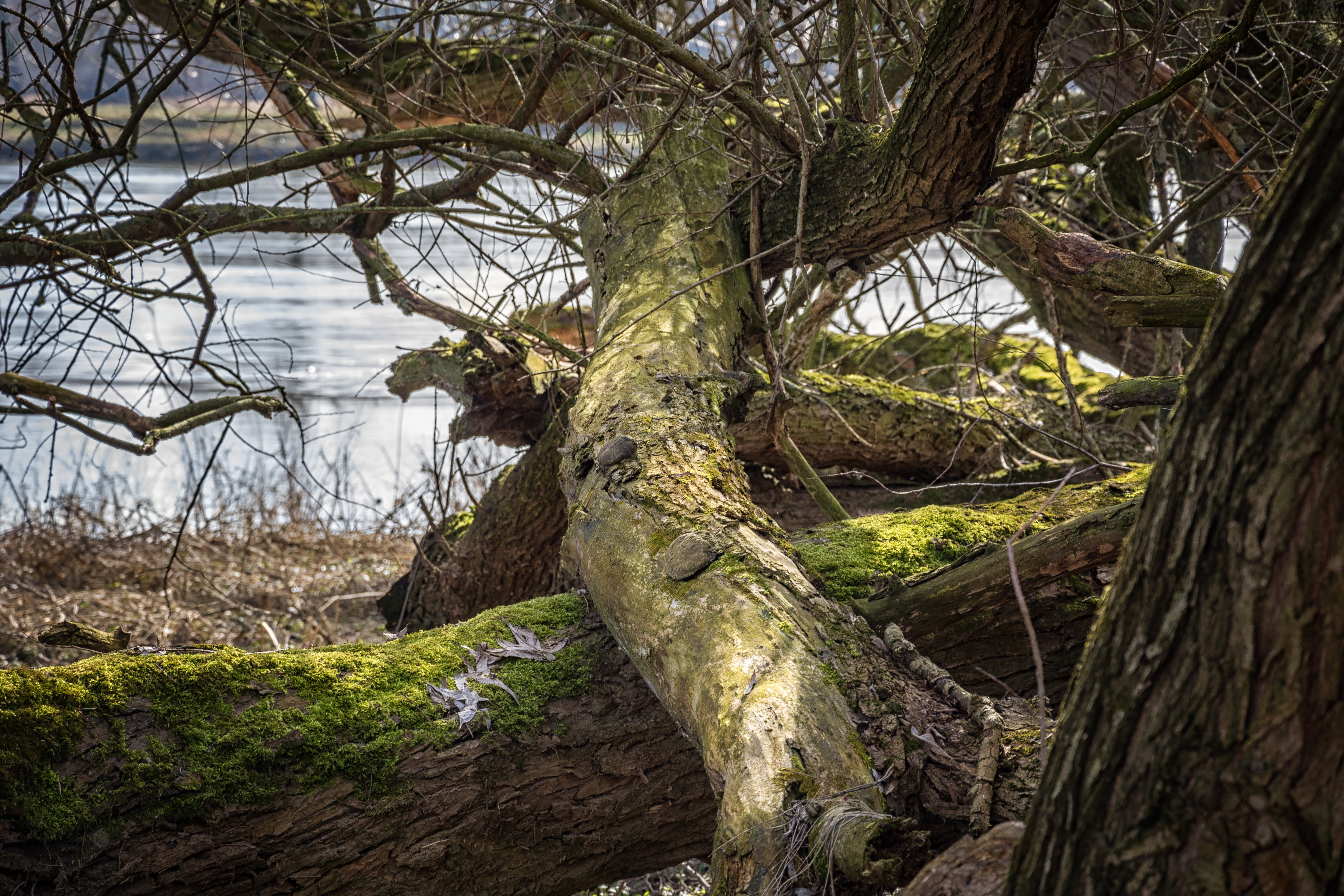 one animal, growth, non-urban scene, trunk, moss, elbwiesen, tranquil scene, flood, no people, tree trunk, river, drift wood, beauty in nature, elbufer, HD Wallpaper