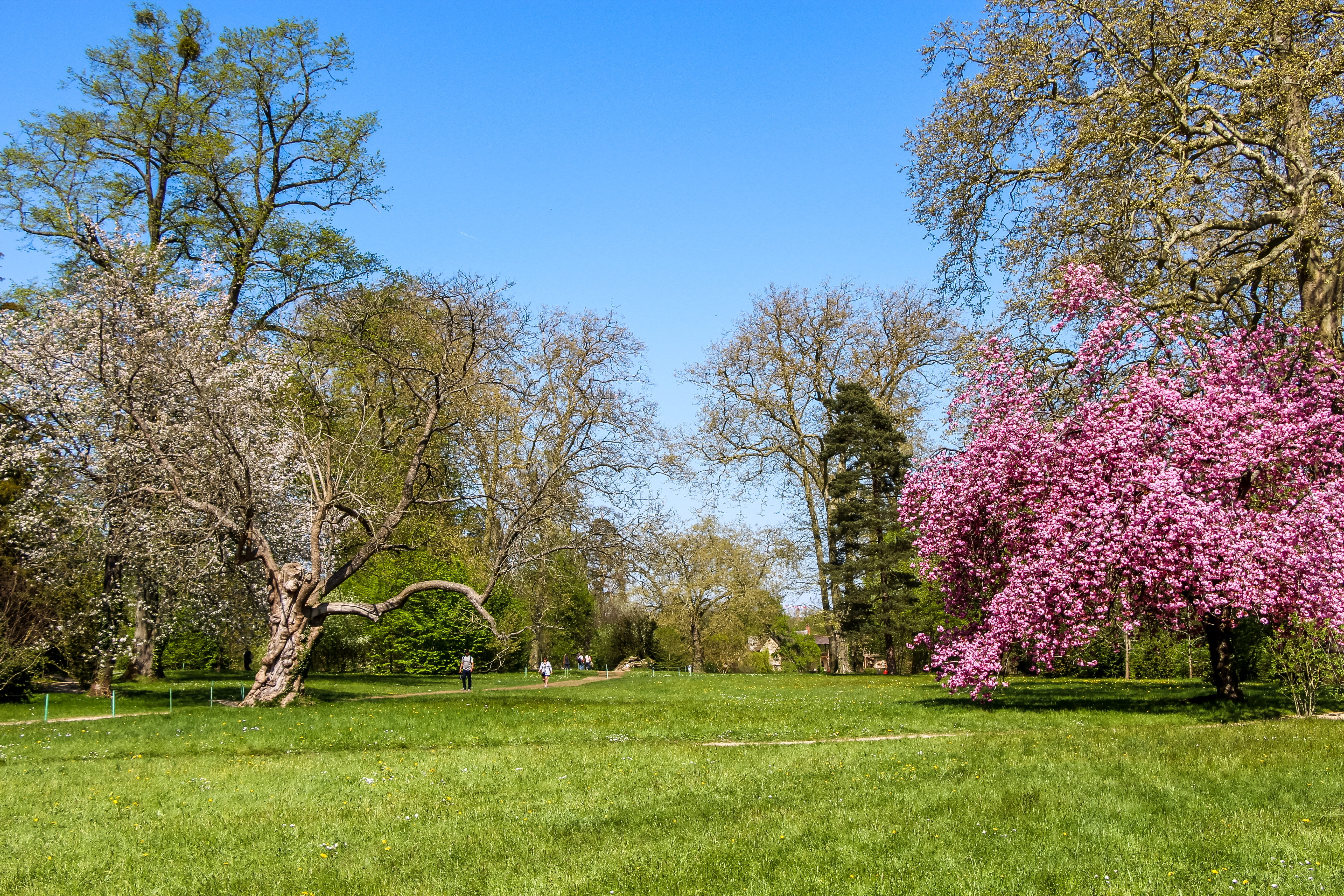 versailles, tree, castle, garden, branch, light, environment, blue, park, landscape, springtime, outdoors, green, scenics - nature, flora, 5K, weather, HD Wallpaper