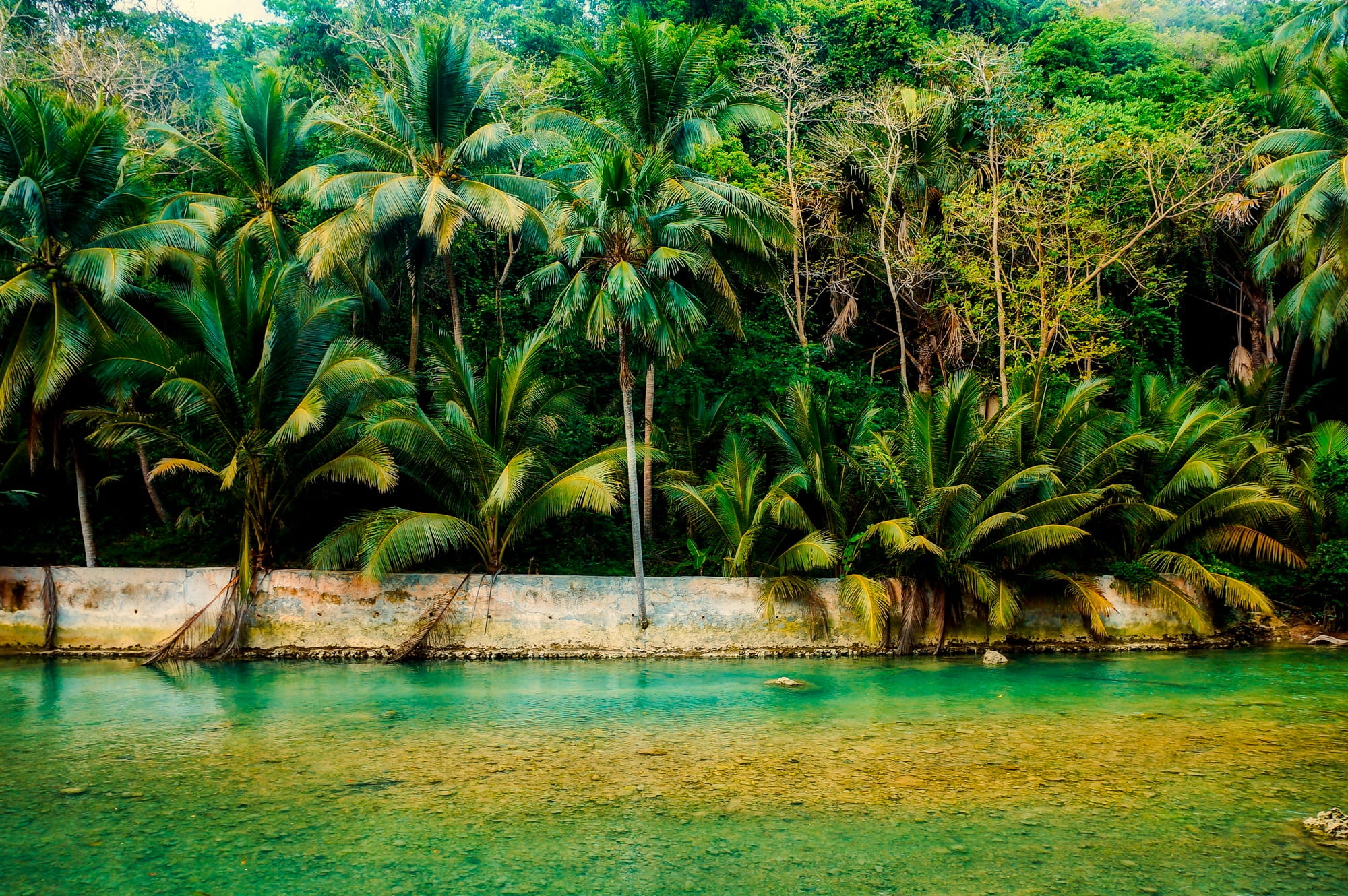 swimming pool, outdoors, plant, tropical, land, forest, palm trees, tranquility, trees, green color, lake, scenics - nature, seawall, sea, woods, tree, HD Wallpaper