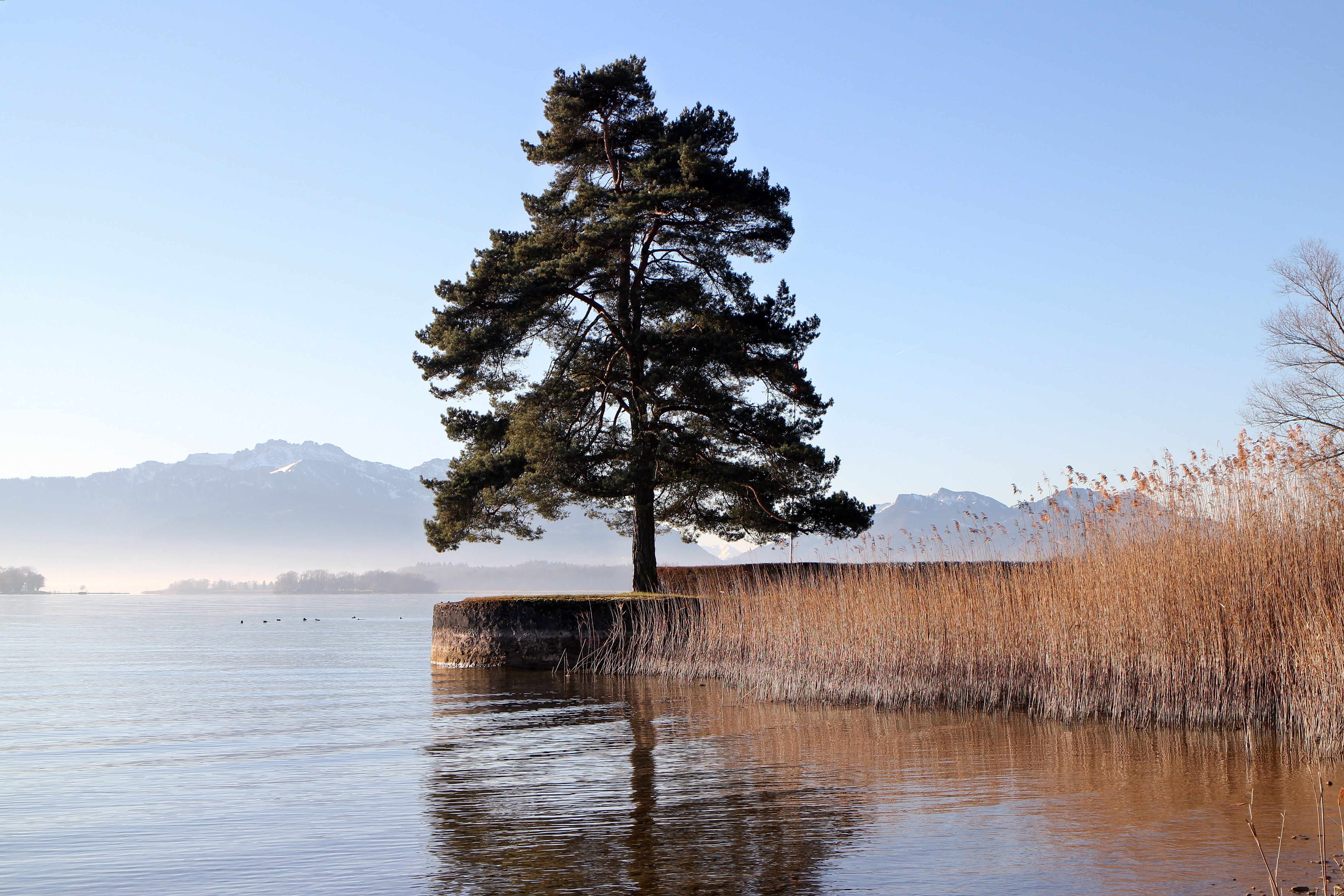 seawall, scenics, blue, lake, day, water, tree, scenics - nature, idyllic, non-urban scene, plant, reed, tranquil scene, nature, landscape, forest, mood, HD Wallpaper