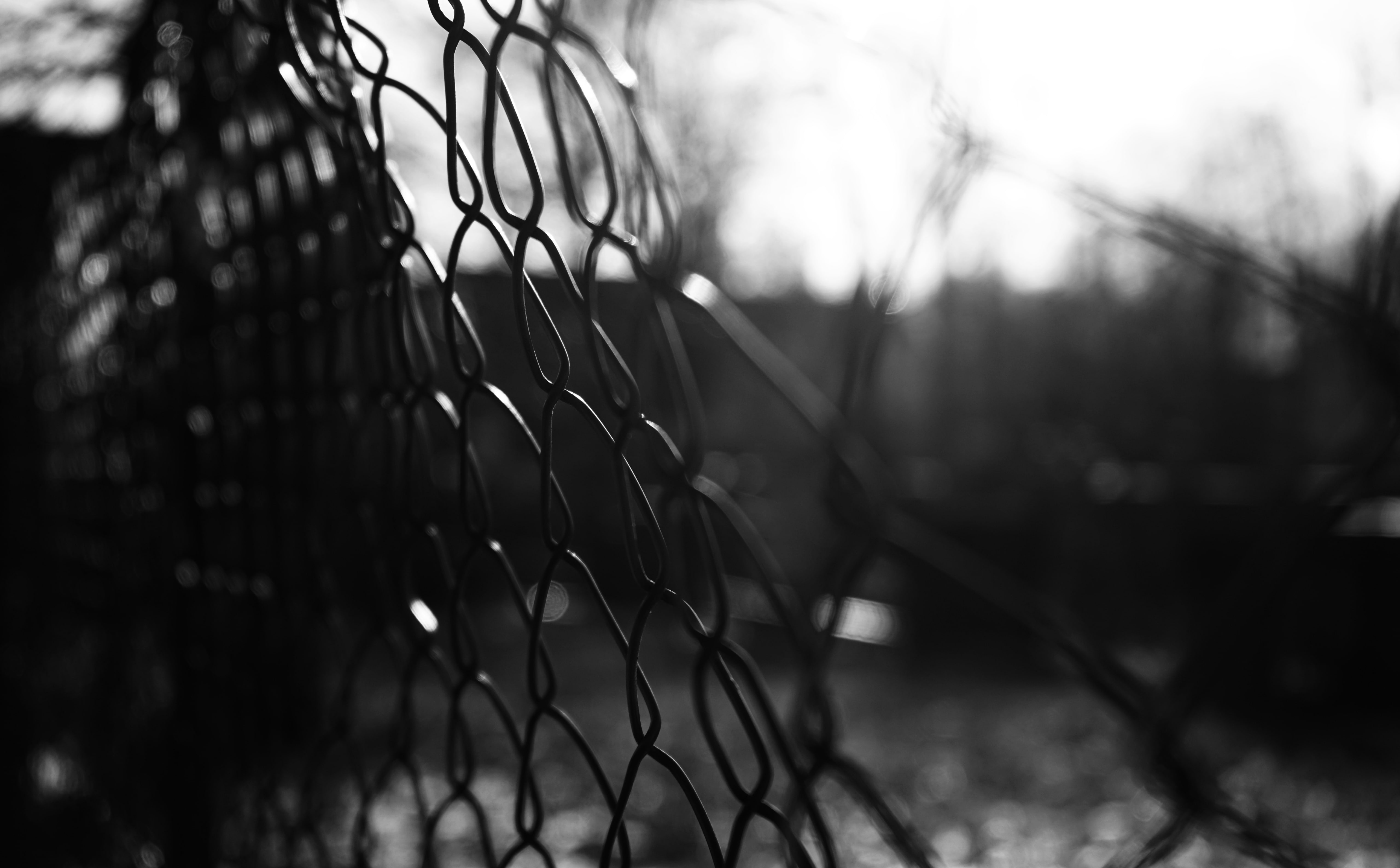 barrier, wire, tree, bandw, focus, plant, 5K, nature, cyclone, pattern, memory, day, protection, light, feeling, outdoors, security, safety, fence, no people, HD Wallpaper