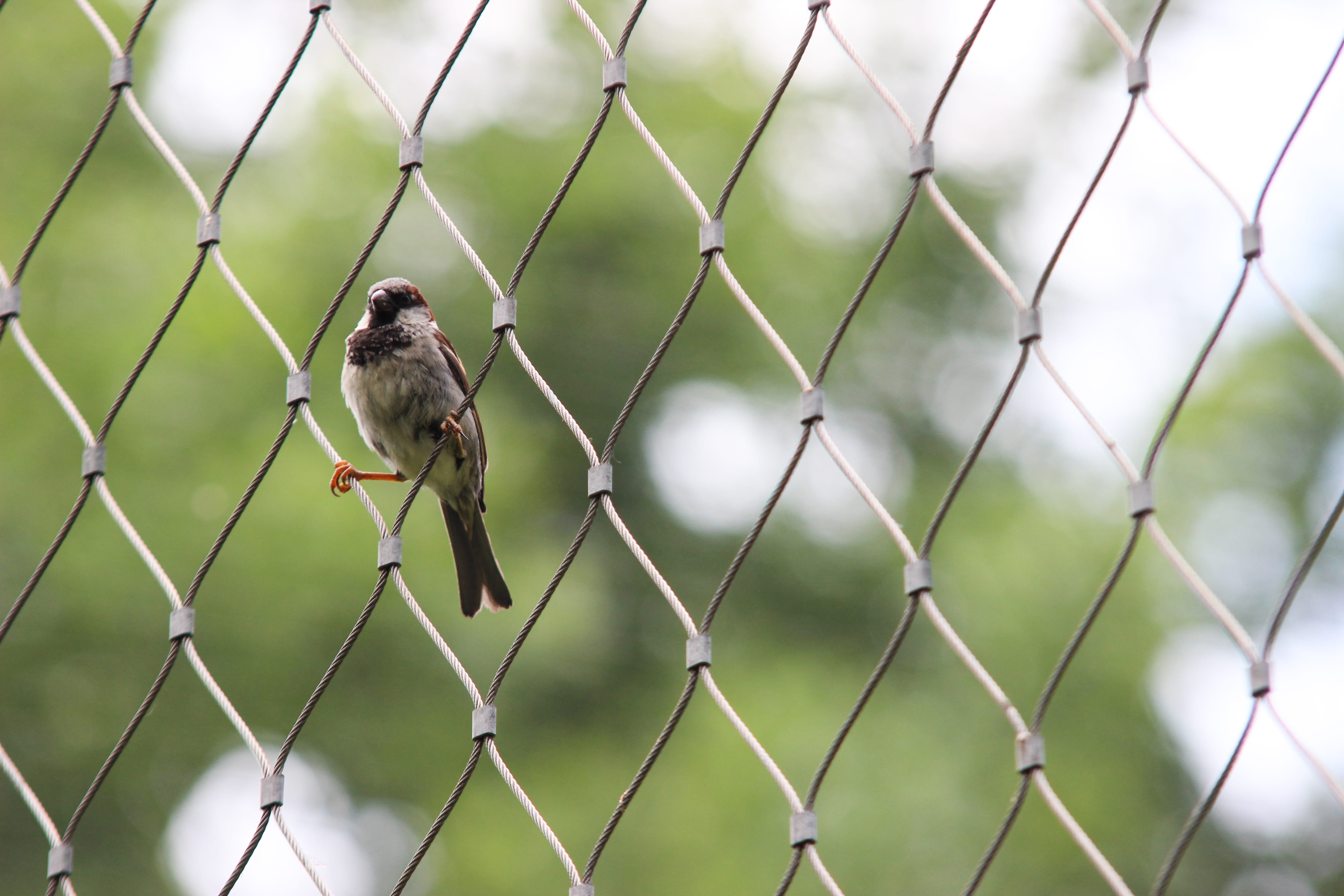 safety, bird, anthus, germany, 5K, animal themes, gray, standing, perching, security, animals in the wild, bokeh, animal, zoo, animal wildlife, barrier, HD Wallpaper