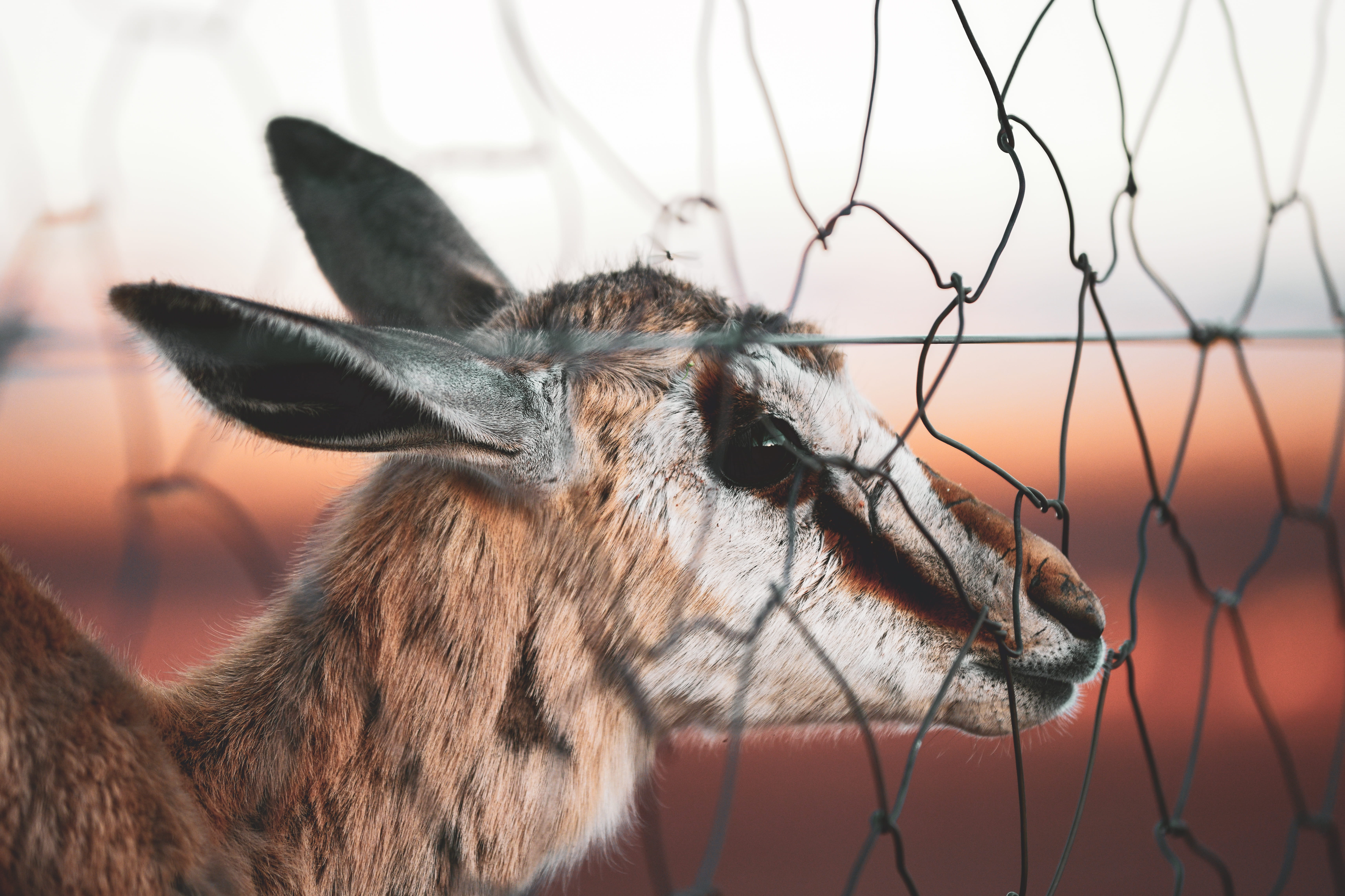 close, barrier, ears, focus on foreground, wild animal, photo, animal body part, head, mammal, domestic animals, boundary, zoo, deer, animal wildlife, animal head, HD Wallpaper