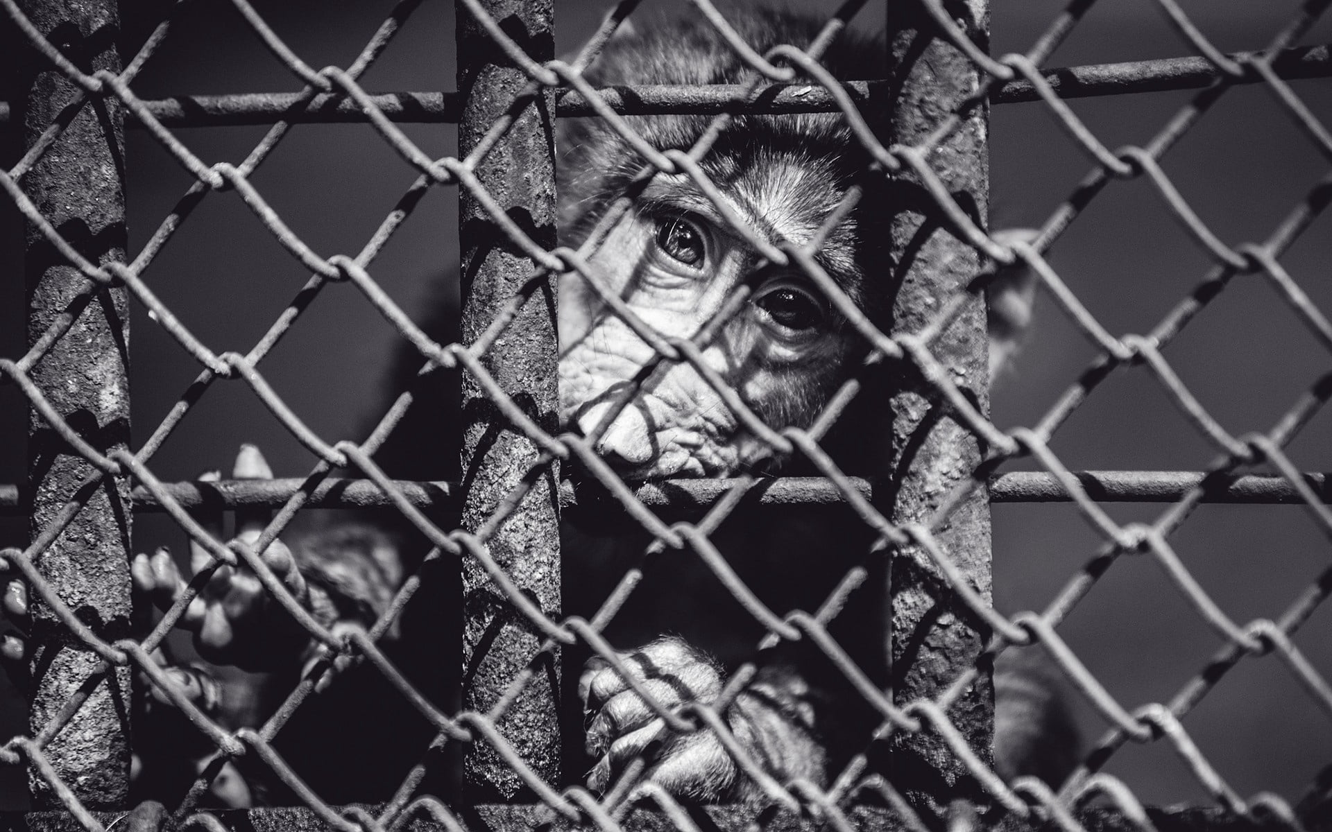 close-up, one animal, boundary, animals in captivity, link, grayscale, near, metal, black And White, looking, safety, chimpanzee, primate, monkey, mammal, HD Wallpaper