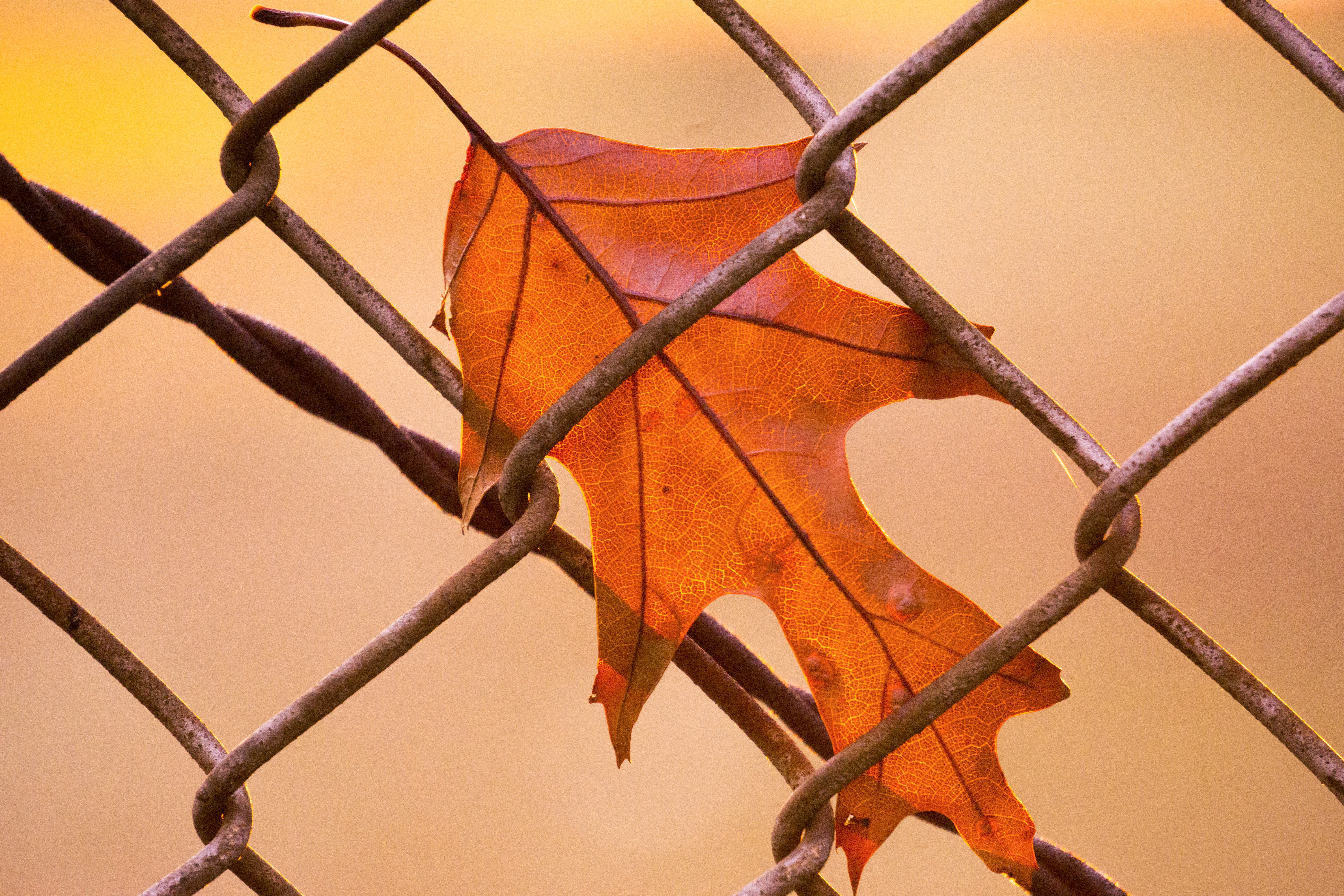 protection, texture, safety, wire mesh, chain link fence, yellow background, court, fall, orange color, yellow, day, united states, close-up, nature, holland, HD Wallpaper