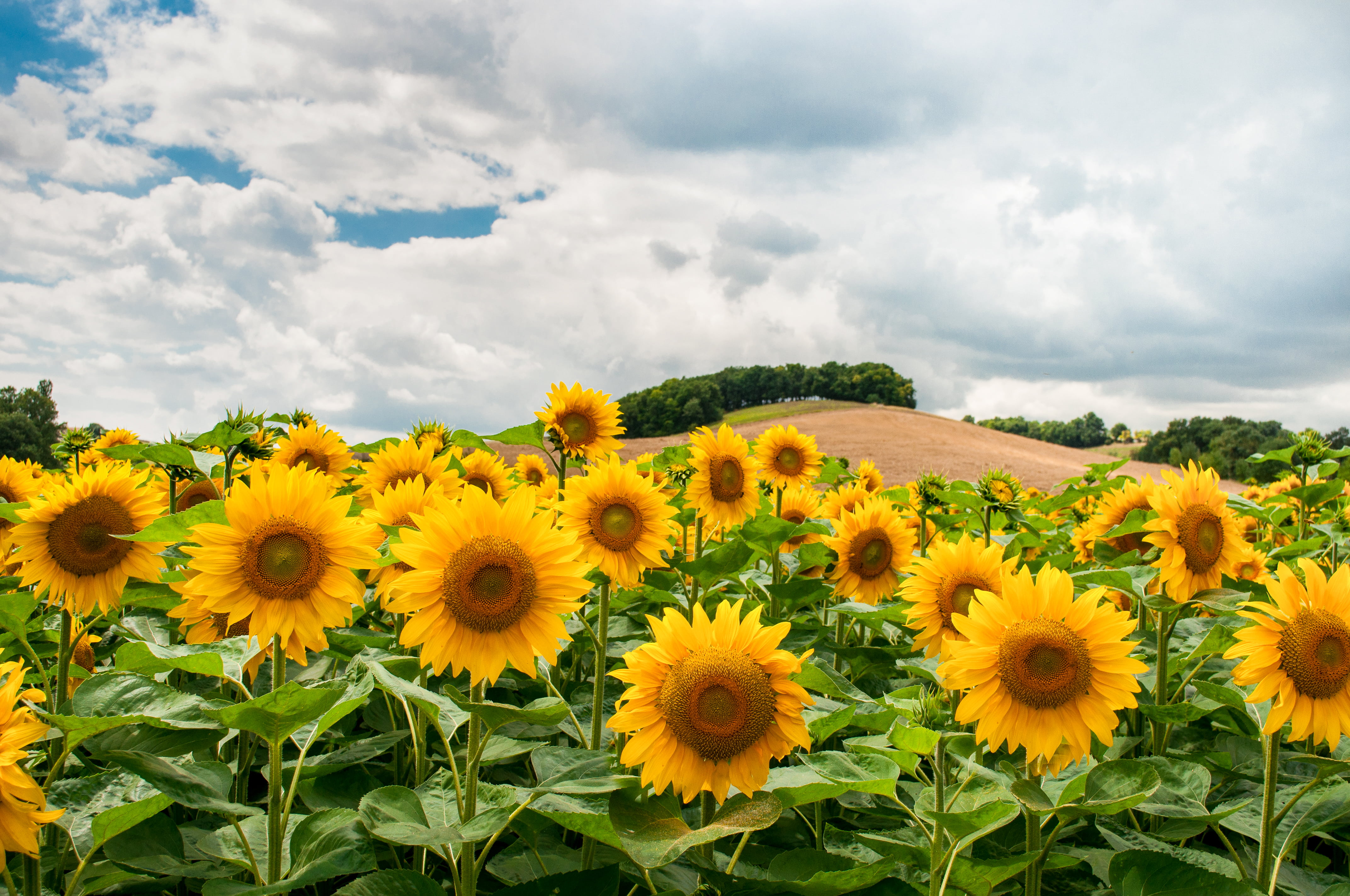 4K, daytime, flowerbed, vulnerability, day, inflorescence, photo, fragility, growth, cloud - sky, beauty in nature, flowering plant, plant, clouds, petal, HD Wallpaper