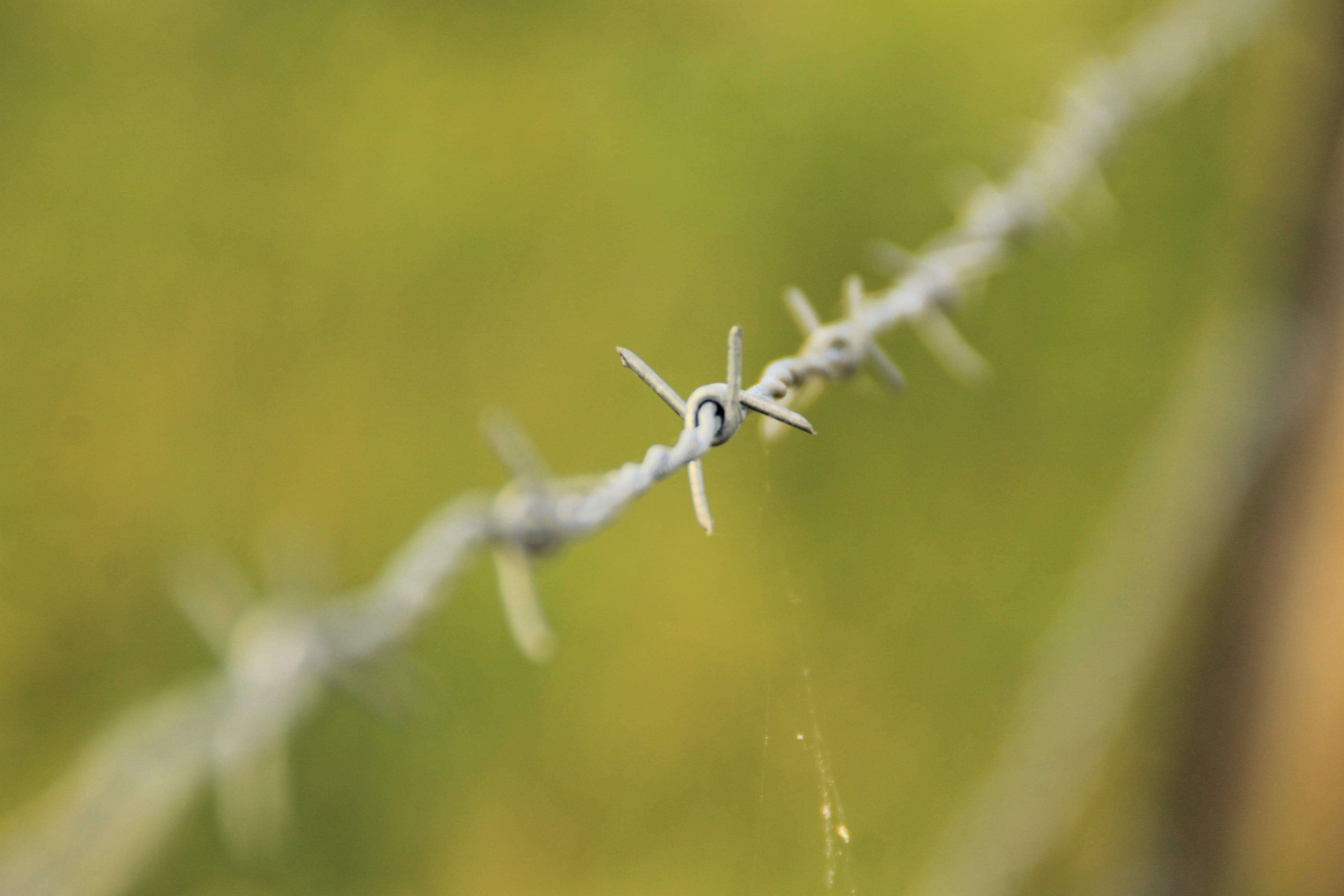 metal, secure, plant part, nature, safety, boundary, selective focus, barbwire, frame, wire, border, green color, barbed, leaf, spiked, steel, farm, close-up, HD Wallpaper