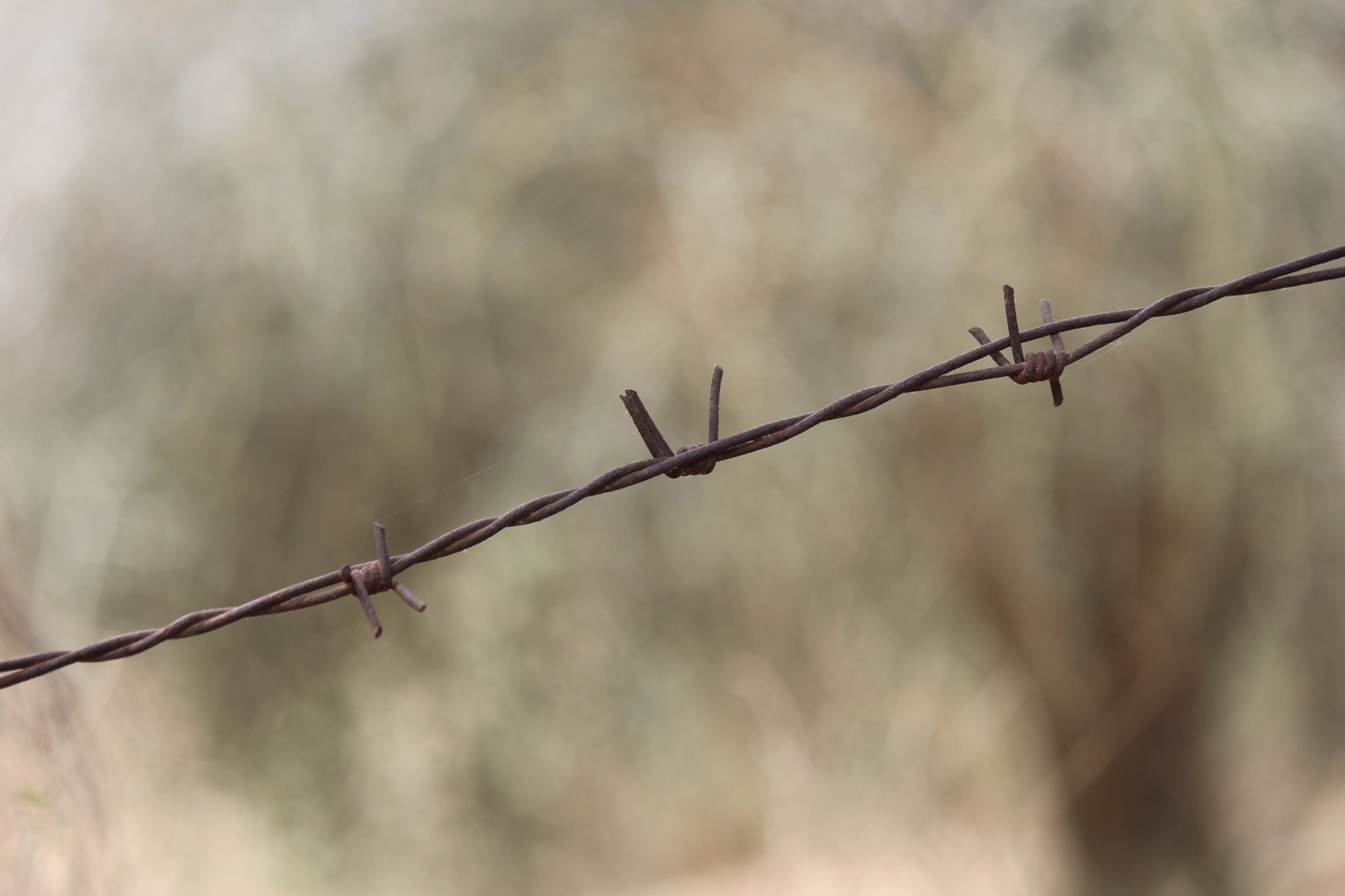barb wire, secure, forbidden, focus on foreground, border, danger, enclosure, sign, protect, nature, metal, steel, selective focus, trespass, outdoors, HD Wallpaper