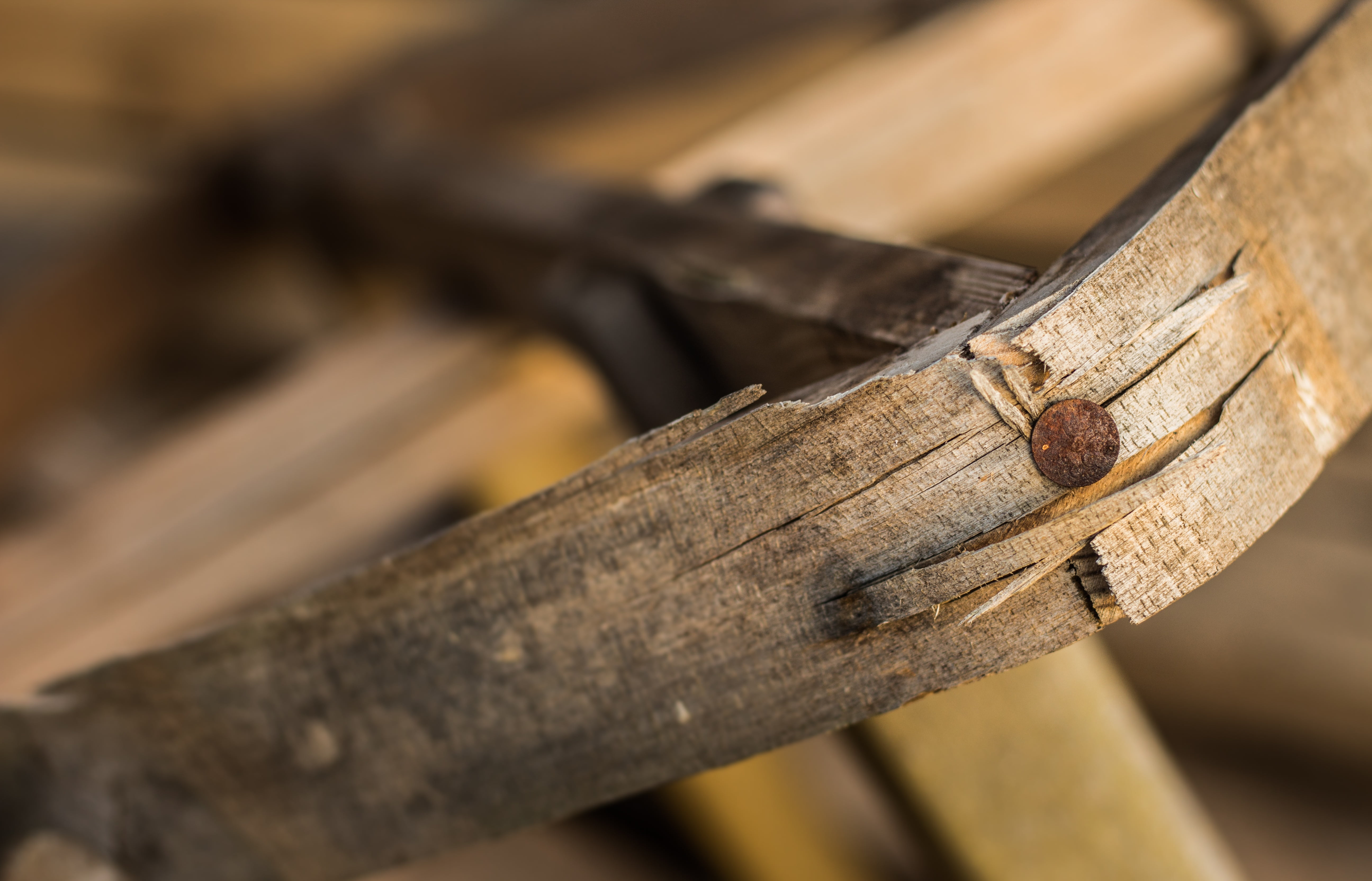 invertebrate, tree, tool, animal, nail, wooden, macro, wood, detail, 5K, city, craft, nature, structure, material, wood - material, textured, one animal, HD Wallpaper
