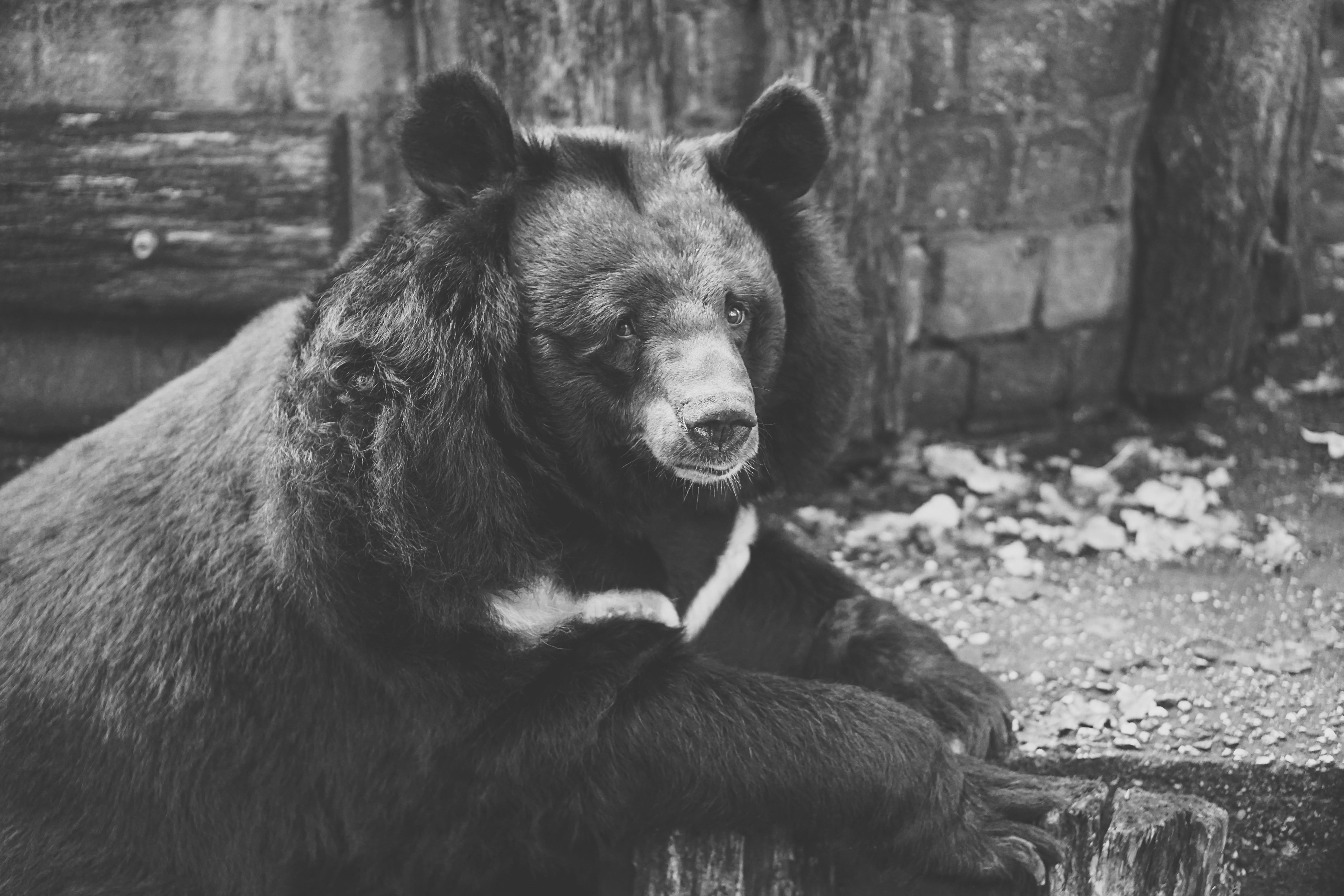 caught, focus on foreground, fence, looking, vertebrate, close-up, animal, imprisoned, sadness, powerful, locked up, captivity, mammal, bear, carnivore, HD Wallpaper