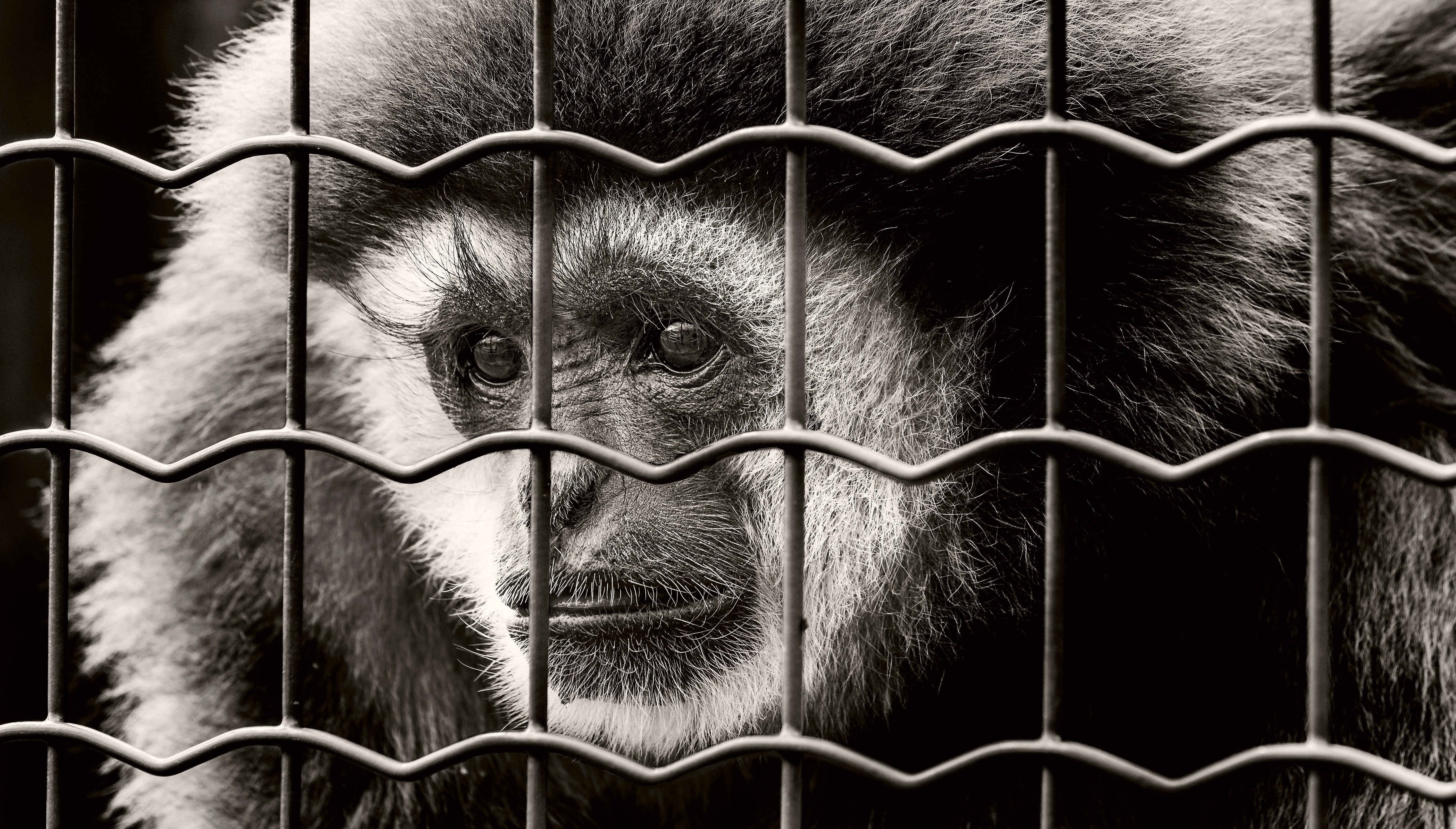 fence, animal themes, steel, grayscale, prison, sw, chimpanzee, no people, close-up, sad, alloy, boundary, photo, prisoner, people, 5K, imprisoned, animals in captivity, HD Wallpaper