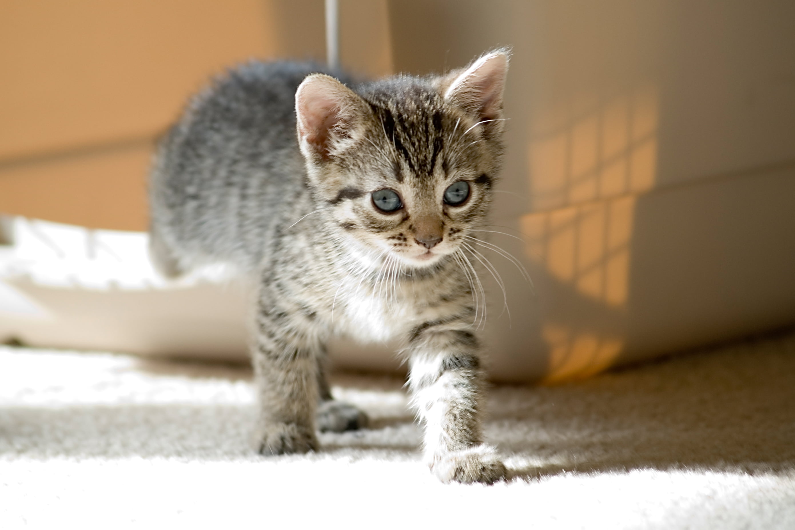 Mark Peters, pets, BARCS, Care, cat, tabby, Baltimore, cute, mammal, f/4, domestic Cat, kitten, fur, whisker, Sigma 70, walking on, Foster, kitten  rescue, HD Wallpaper