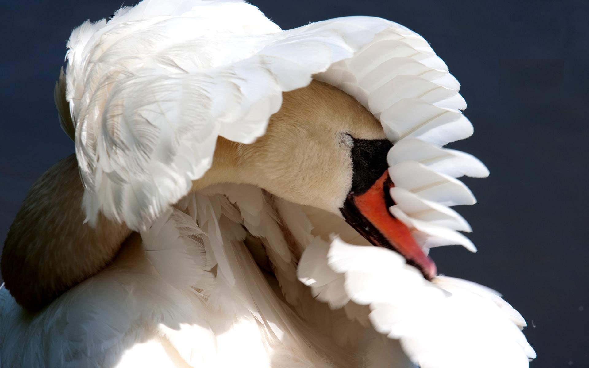 swan, wing, 1080P, shelter, animals, sunlight, HD Wallpaper