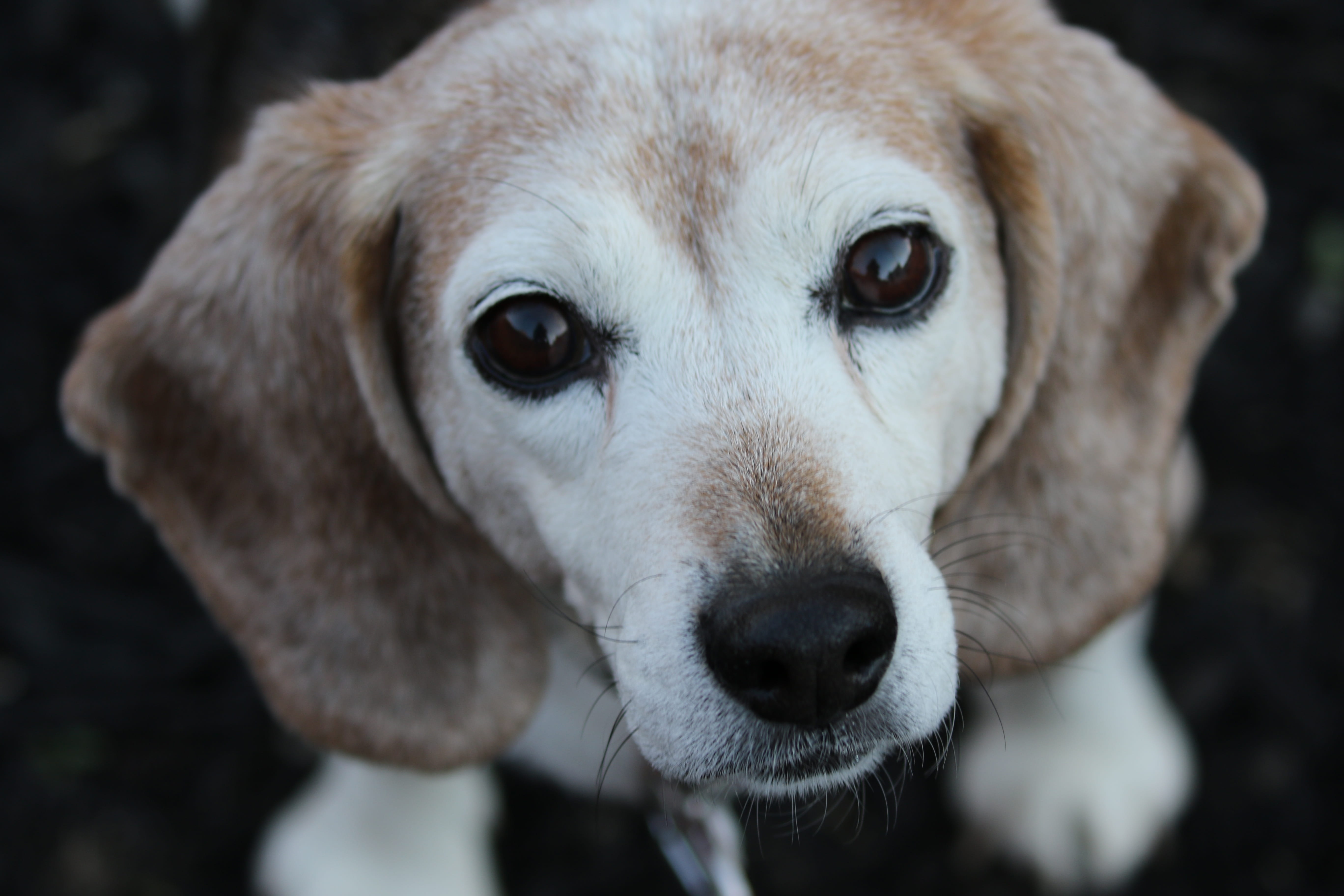 animals, animal head, cute, close-up, sweet, portrait, animal body part, looking at camera, animal mouth, beagle, animal nose, domestic, snout, dog, animal, HD Wallpaper