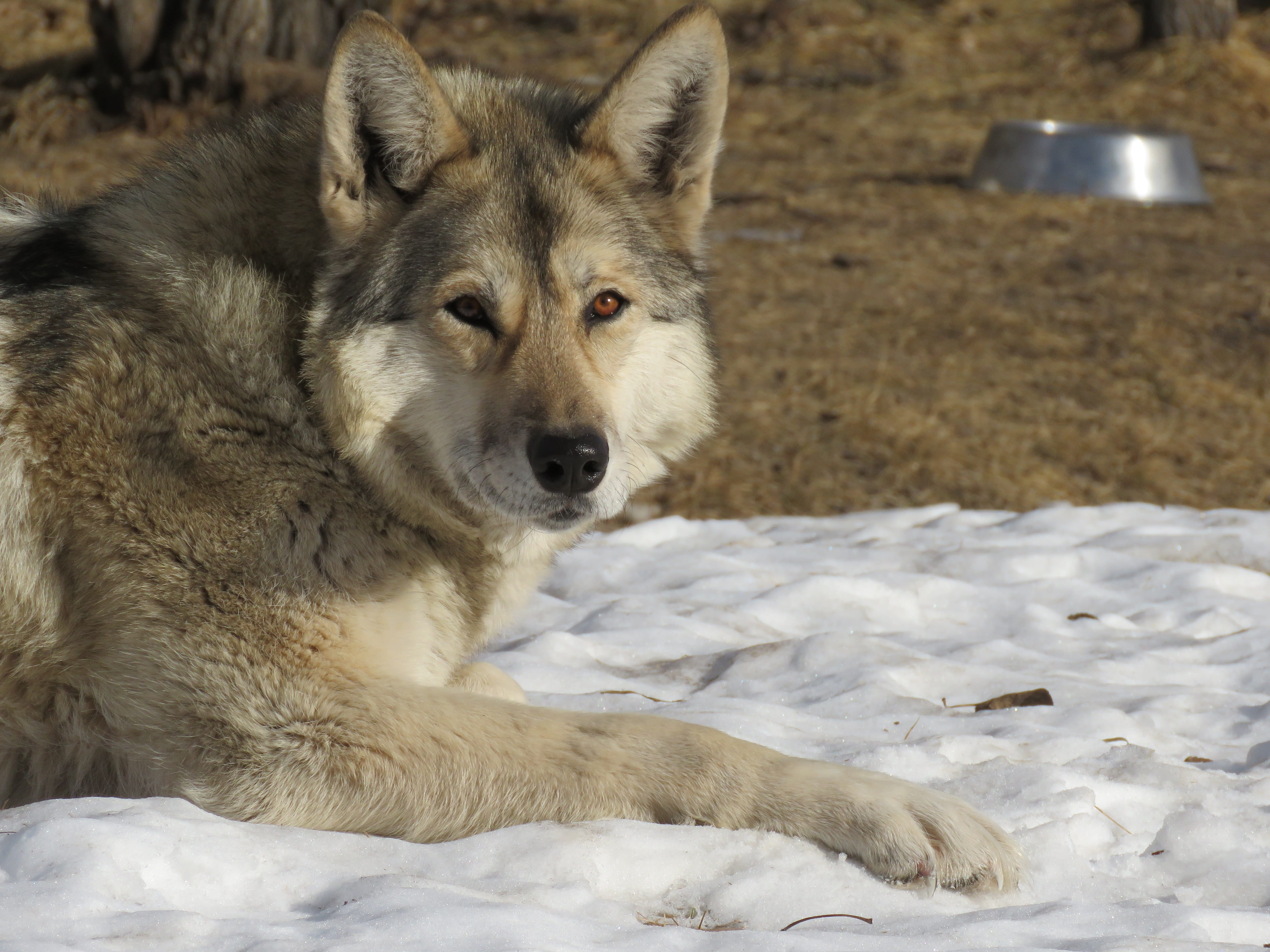 animal wildlife, rehabilitation, black, mammal, one animal, textile, gray, rescue, fur, white, land, winter, vertebrate, relaxation, domestic, focus on foreground, HD Wallpaper