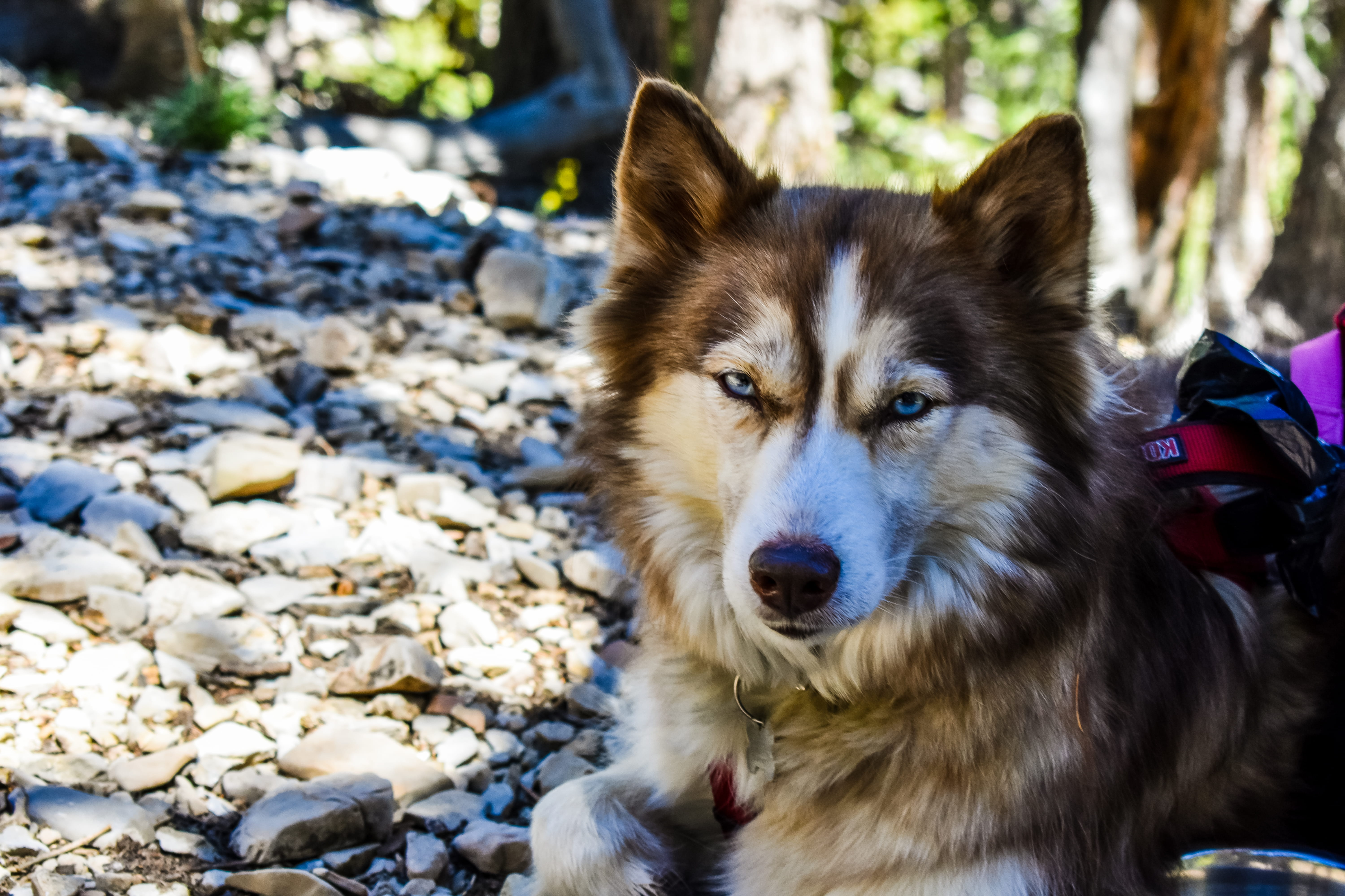 solid, one animal, focus on foreground, portrait, animals, domestic, animal themes, land, rescues, day, dog, pets, looking at camera, no people, domestic animals, HD Wallpaper