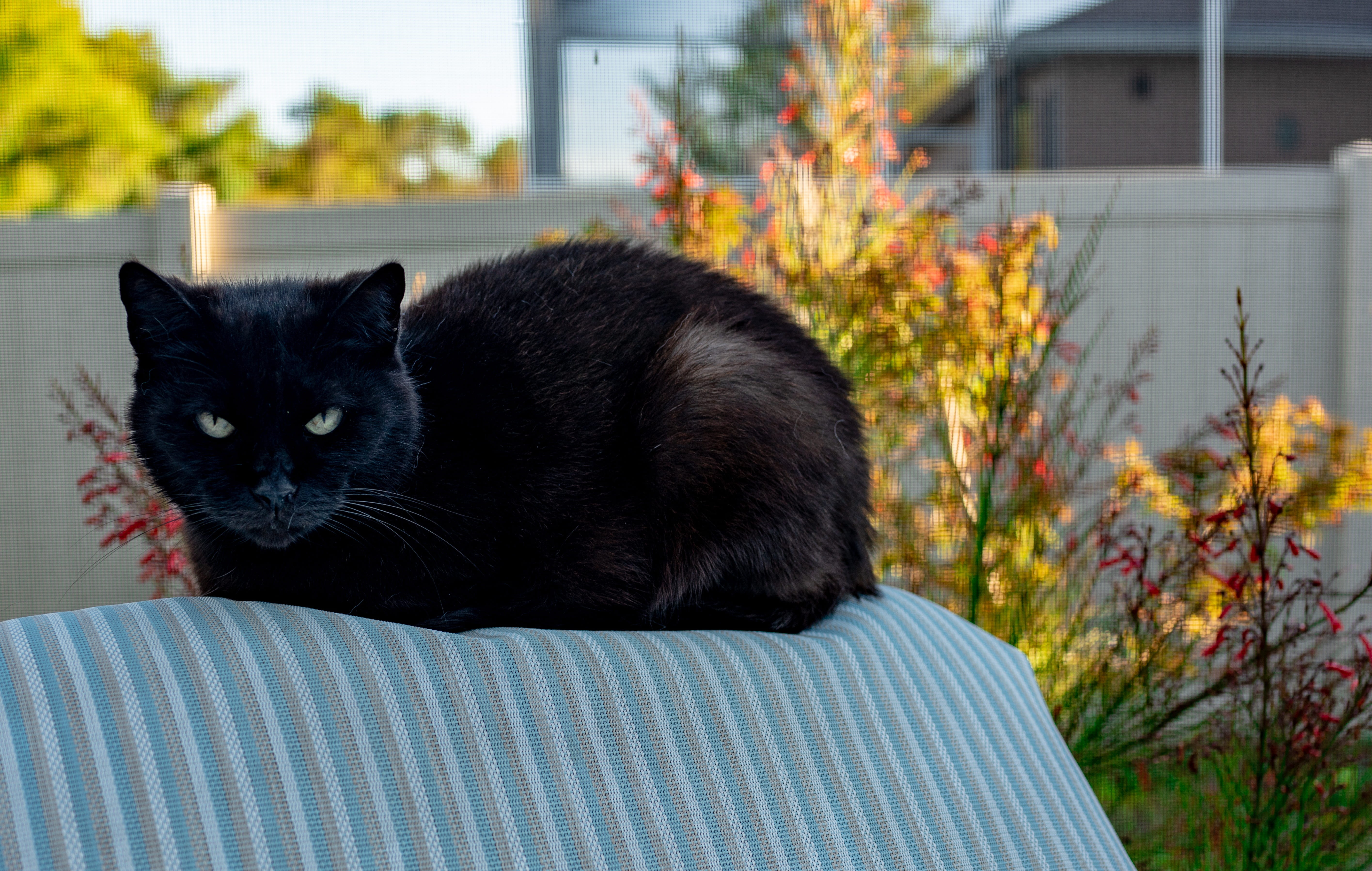 rescue, cute, domestic animals, fur, black cat, cat, portrait, domestic, outdoors, 5K, relaxation, no people, pet, green eyes, superstition, front or back yard, HD Wallpaper